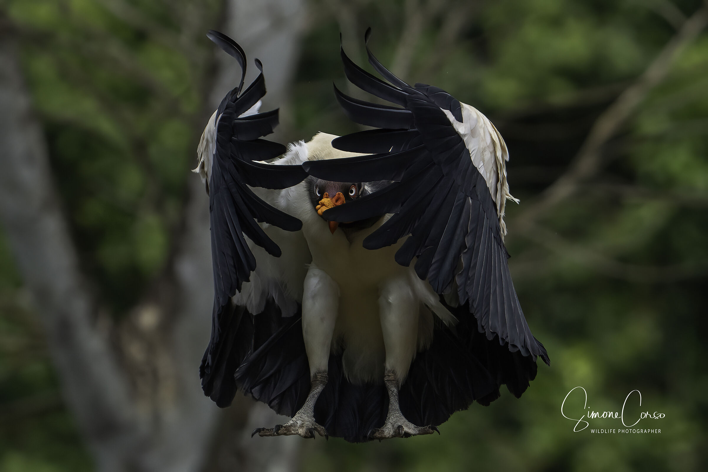 King Volture flying view