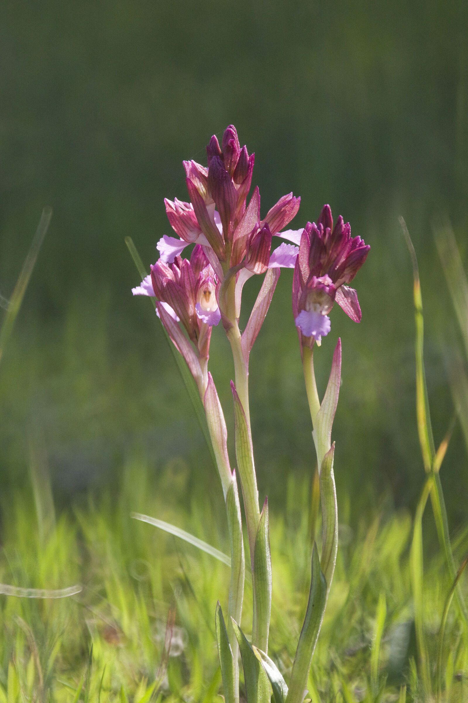 Anacamptis papilionacea