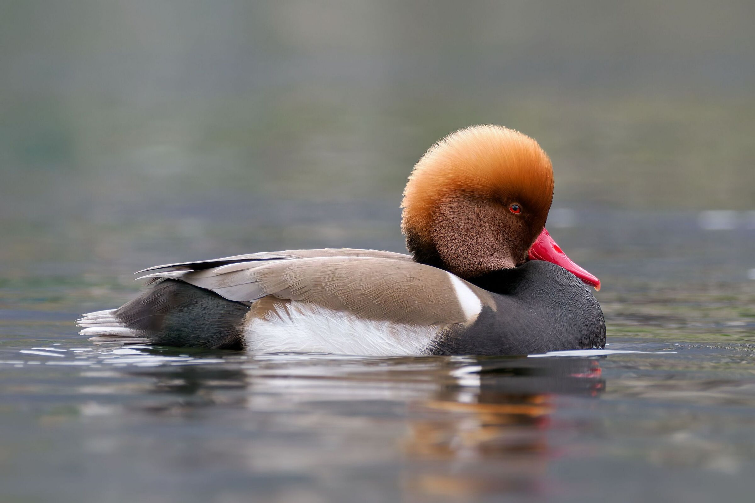 Red-crested pochard