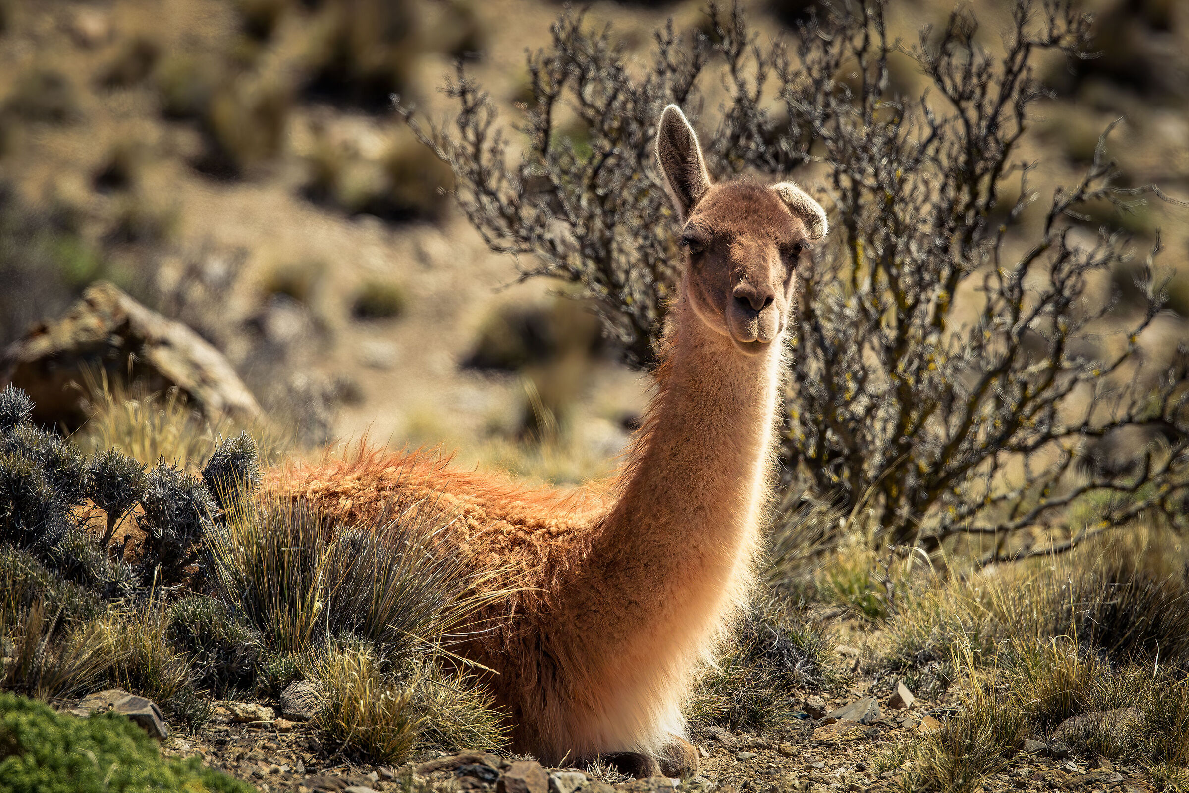 Guanaco at rest