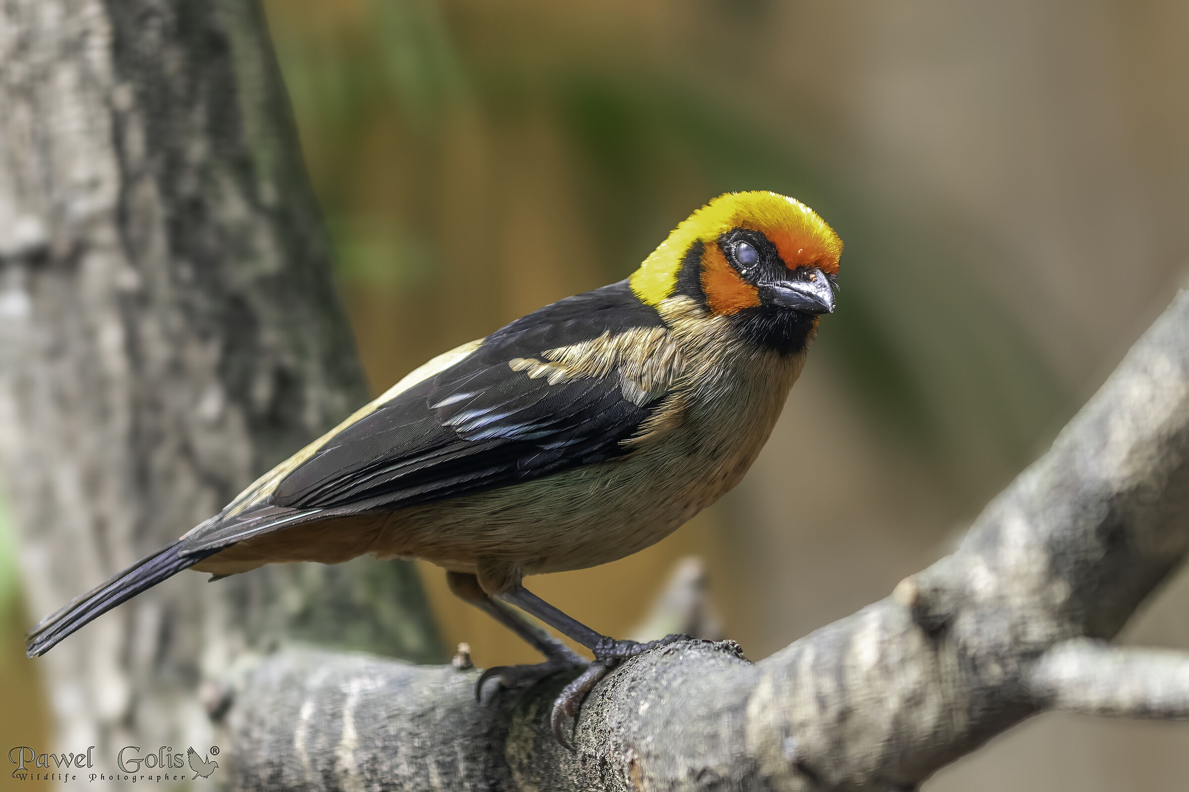 Yellow-faced Tanager (Tangara lunigera)