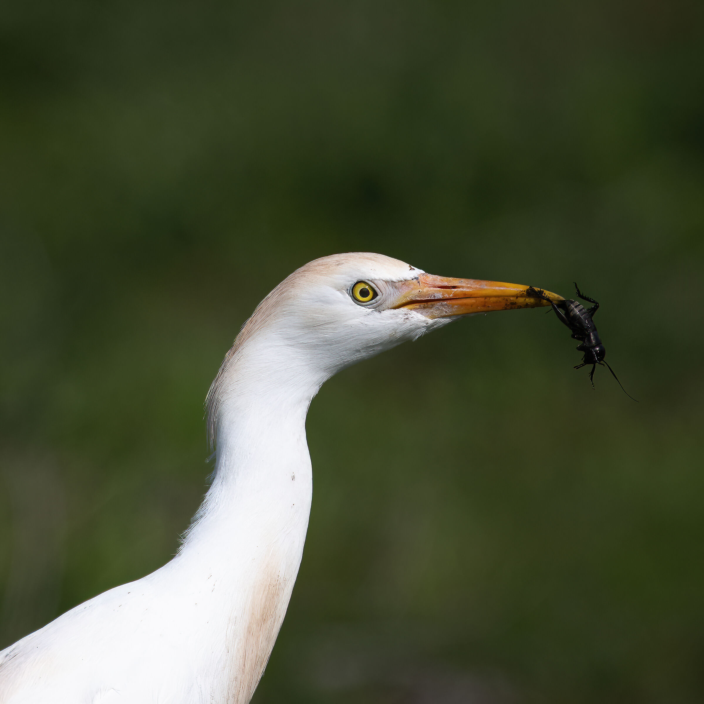 Cattle egret