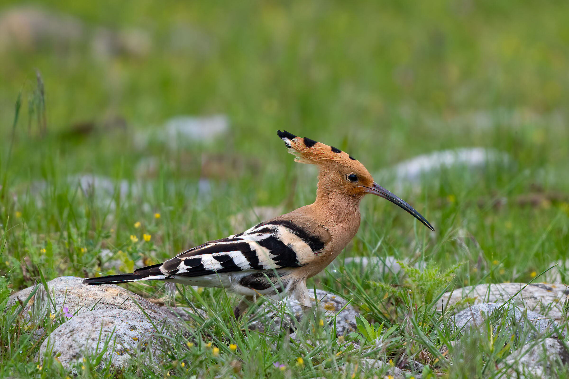 Hoopoe