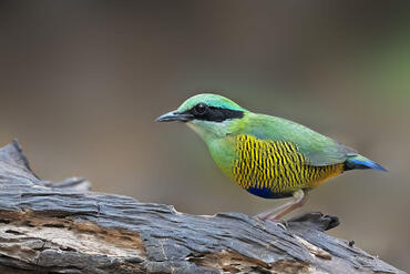 Pitta elliotii
