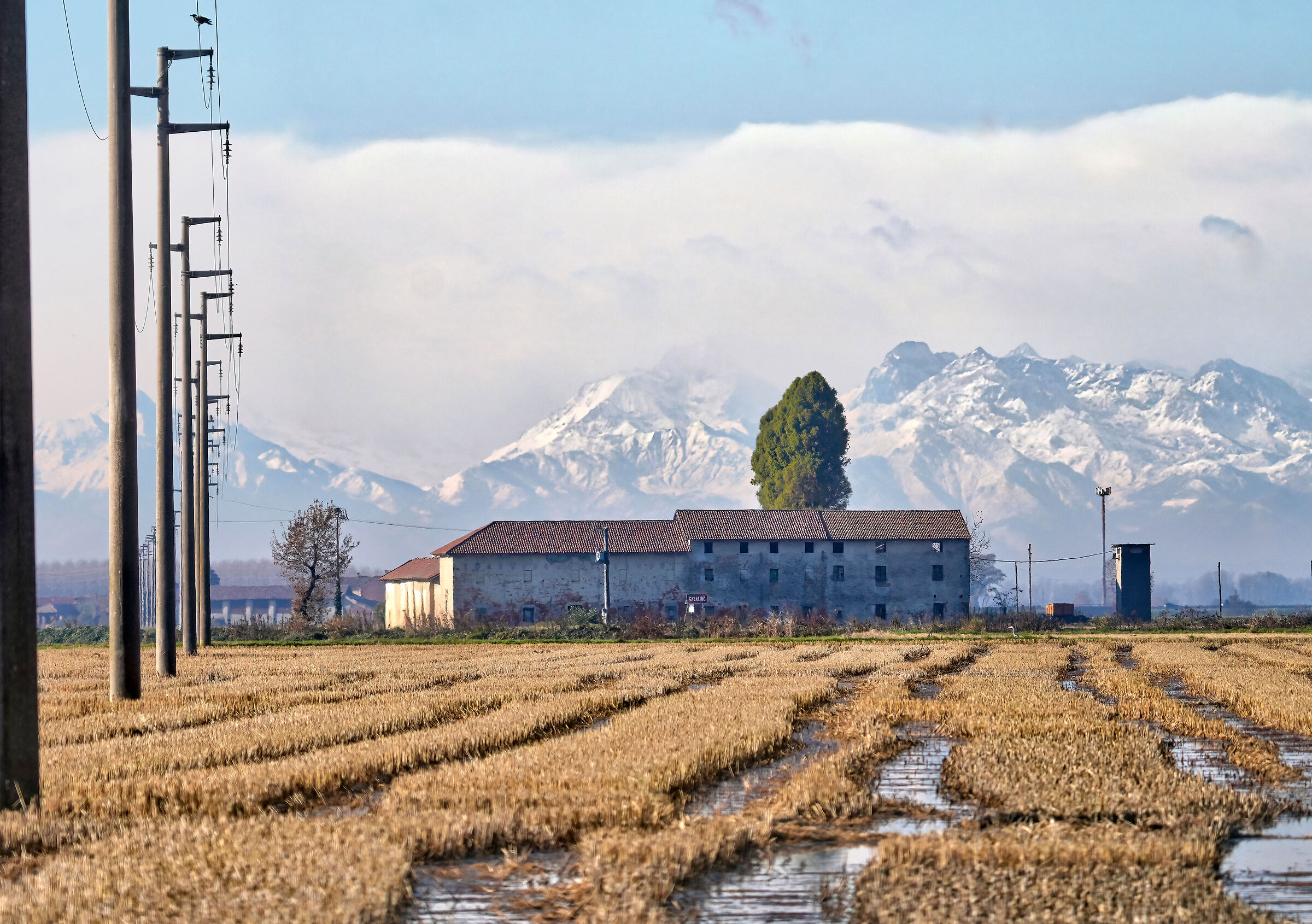 Rice fields