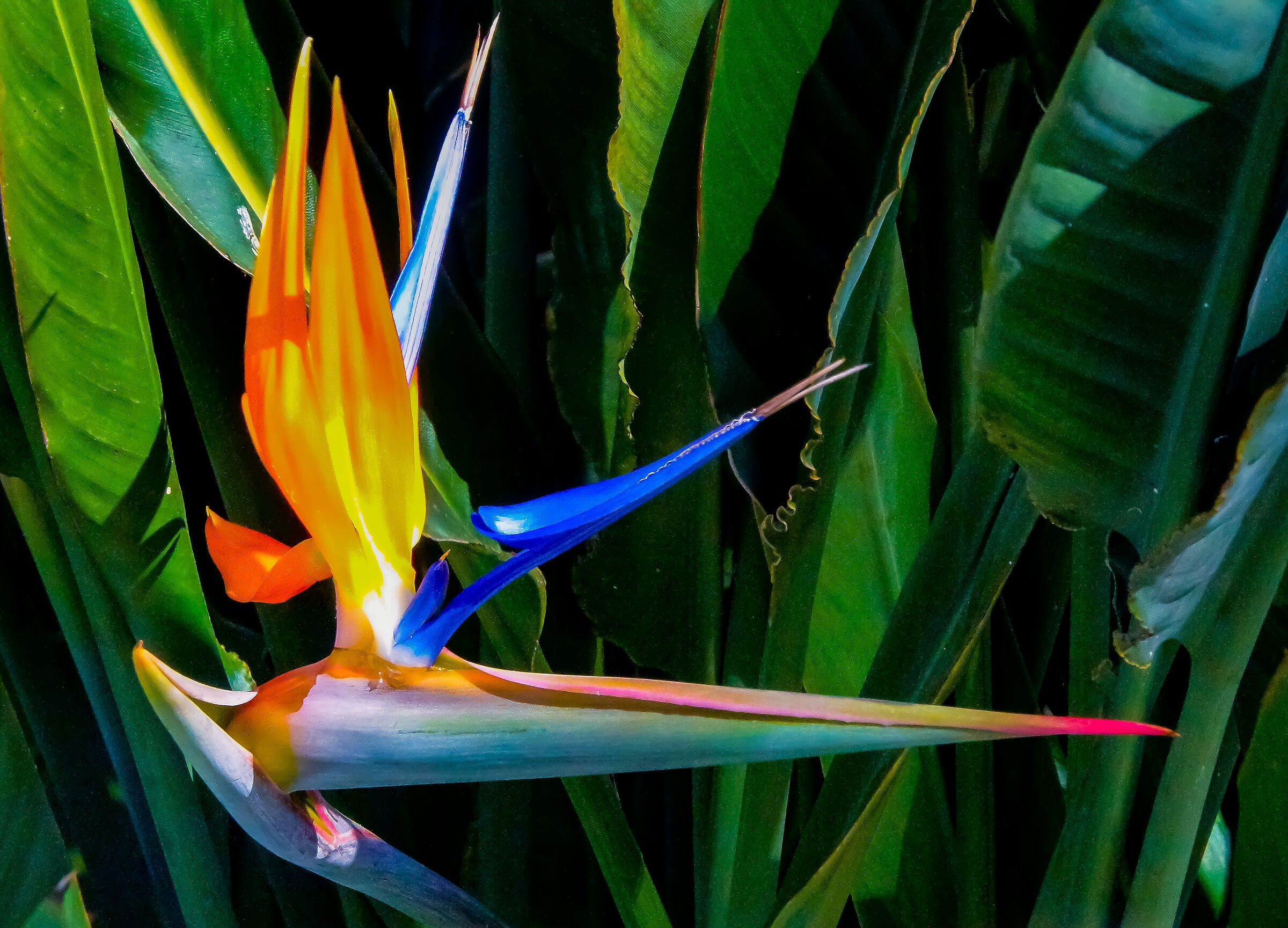 Bird of Paradise