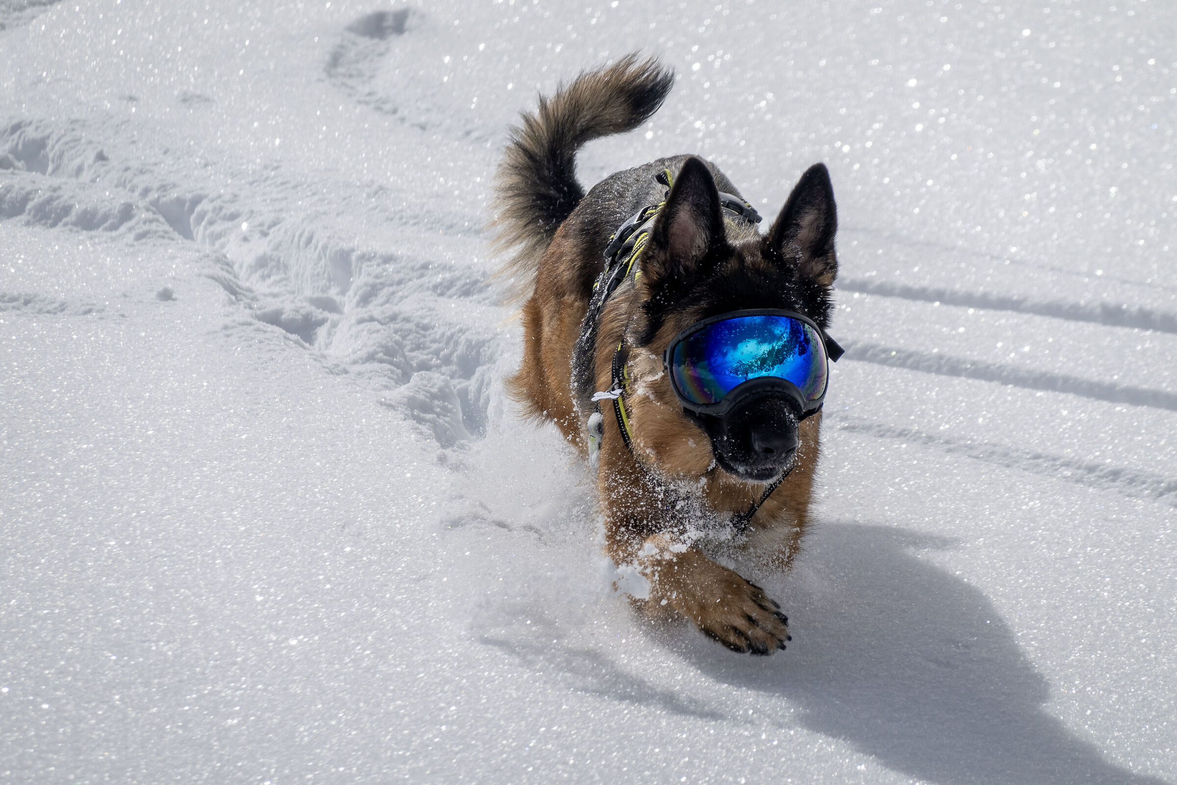 where paws meet powder