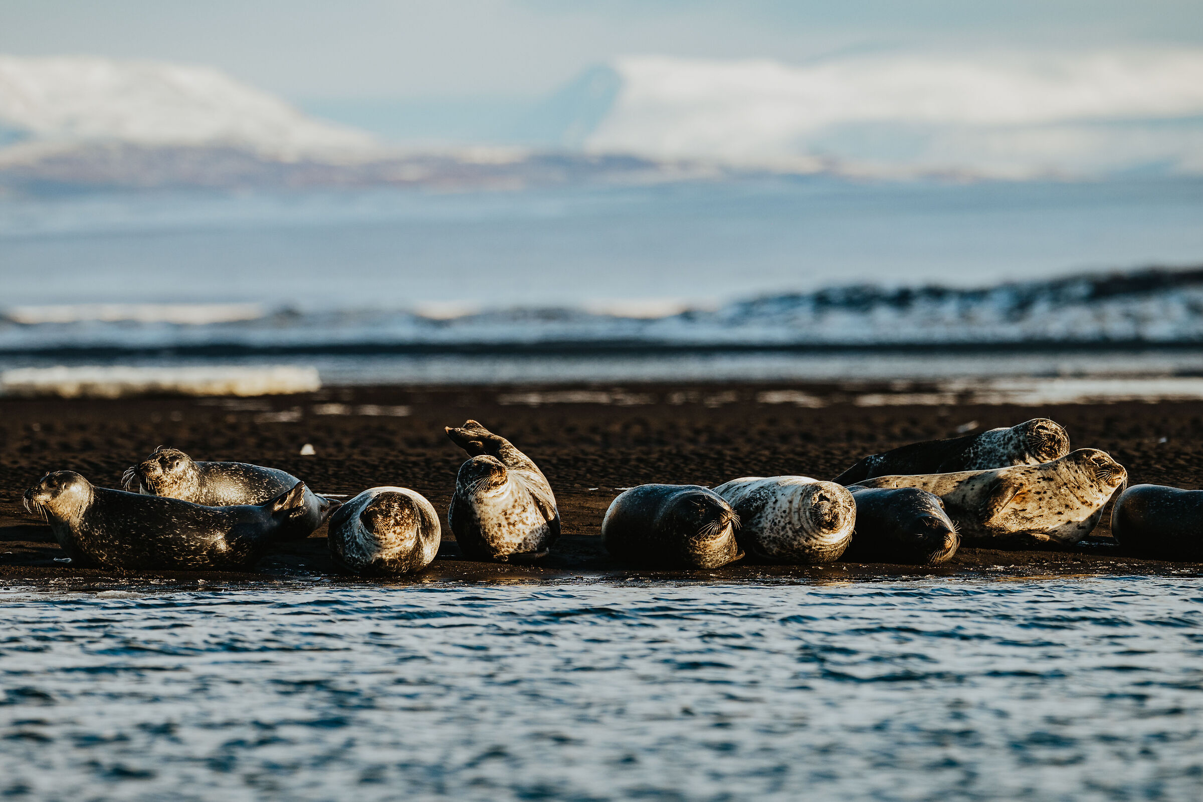 Icelandic Seal