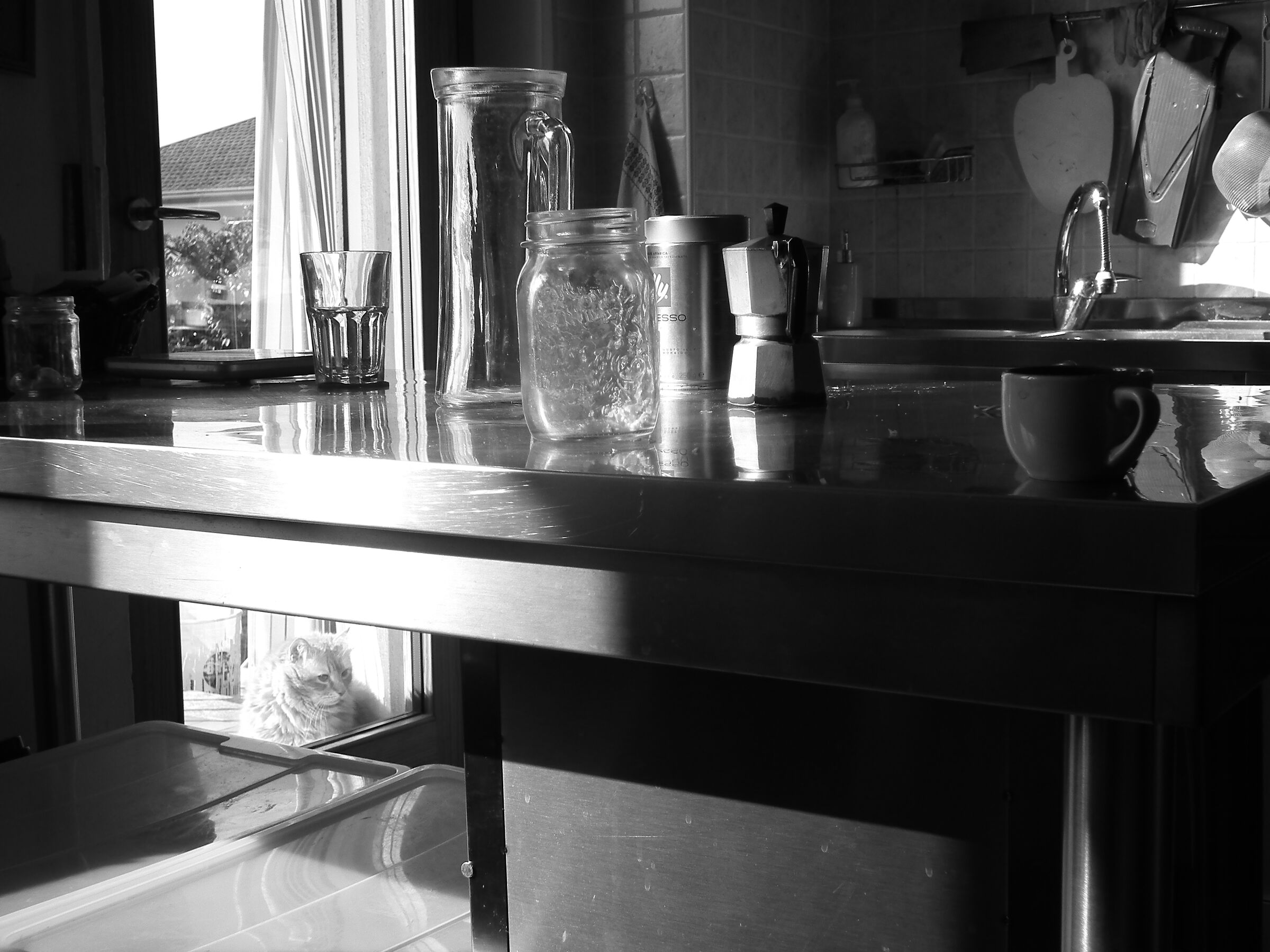 morning cat