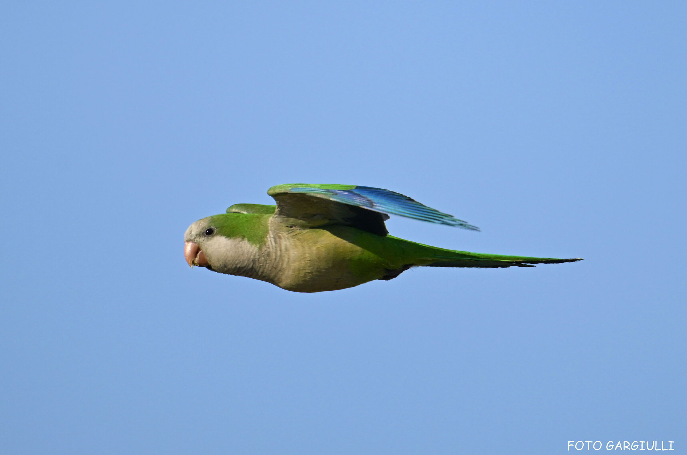 Monk Parakeet