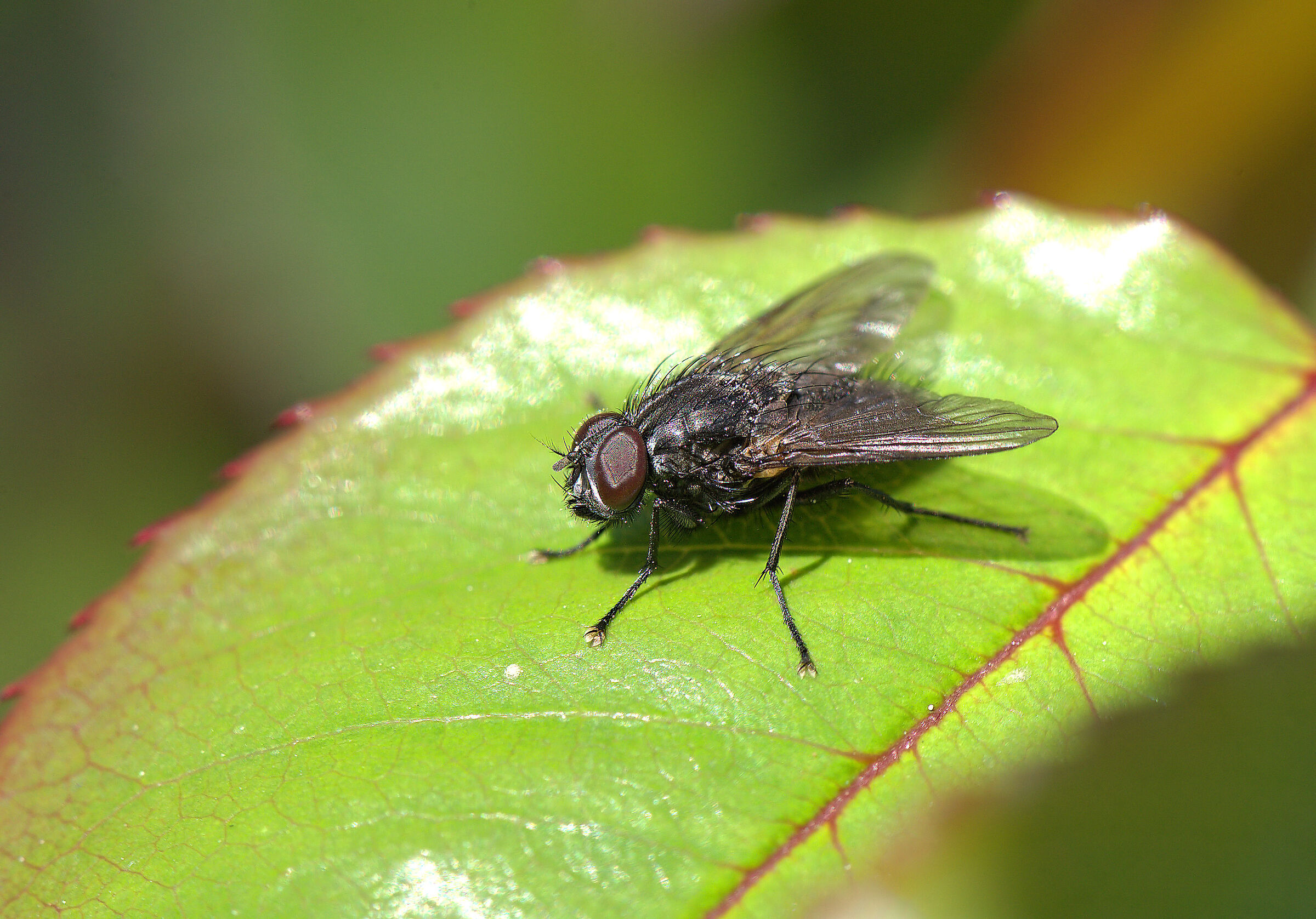 Mosca domestica