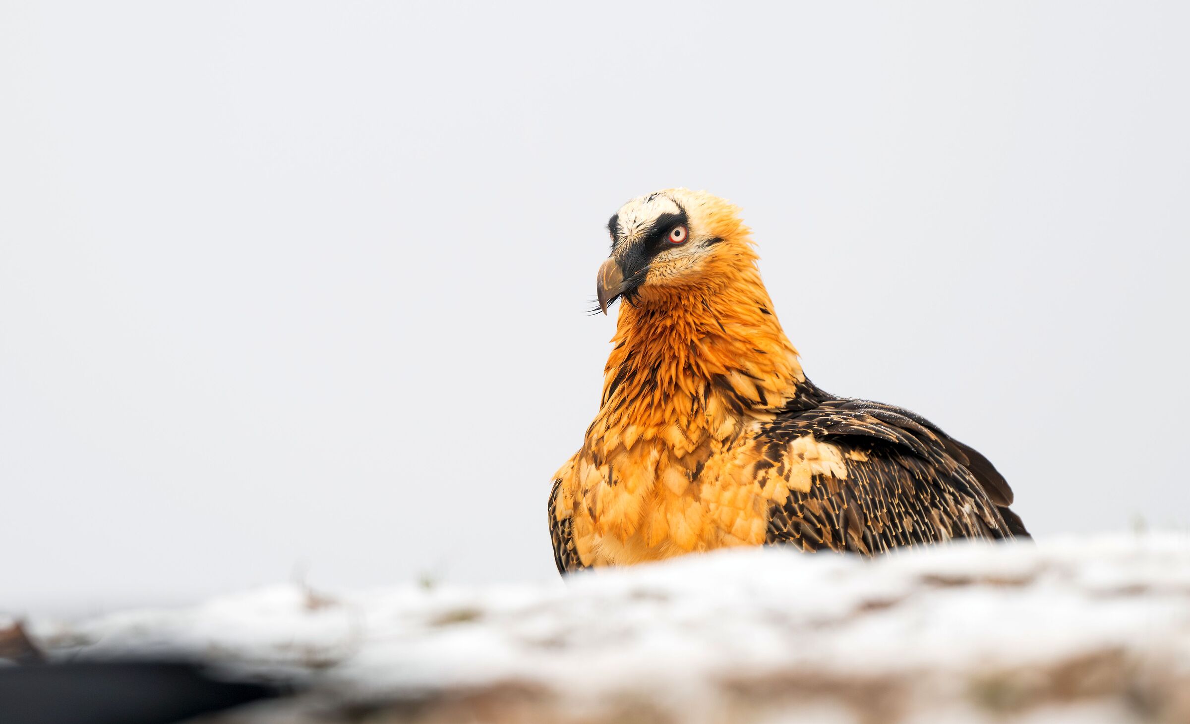 Bearded vulture