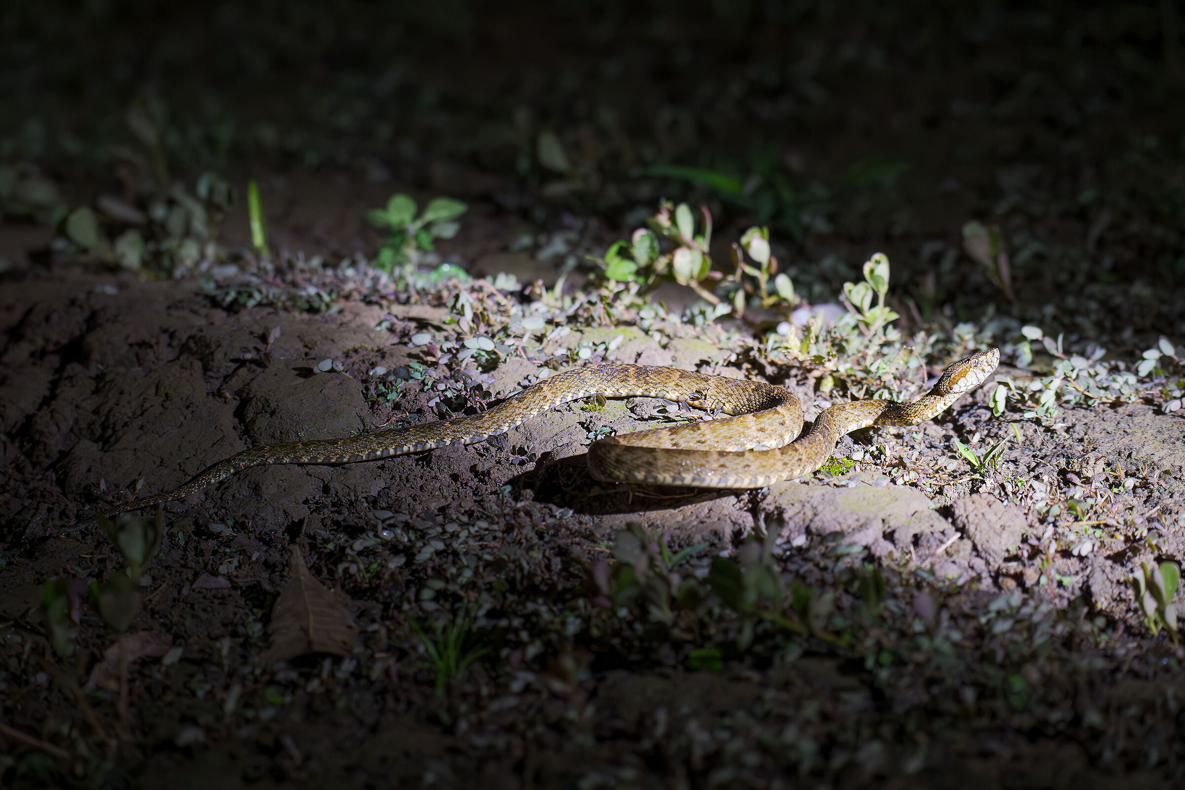Jergon viper