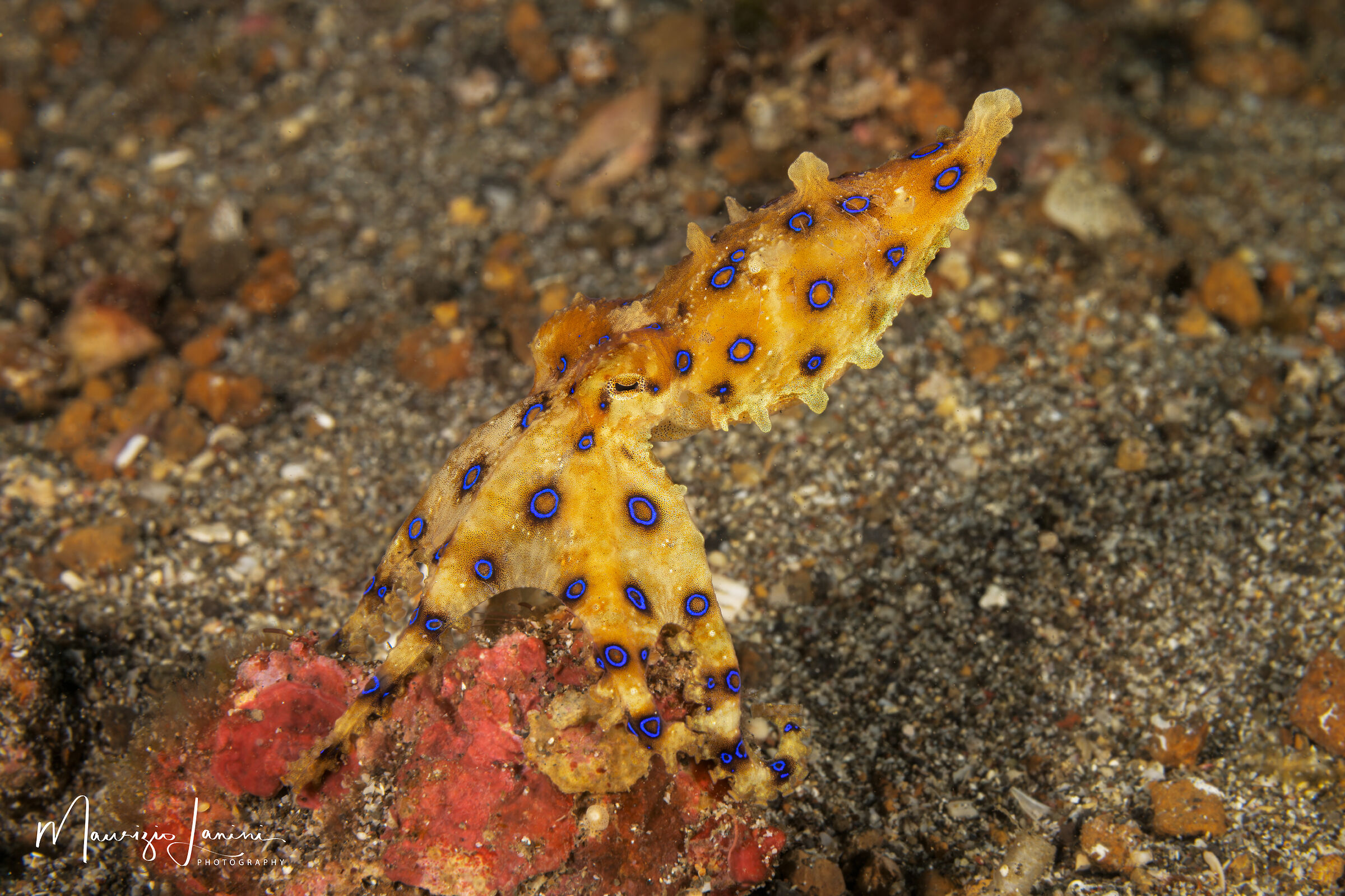 Blue ringed octopus