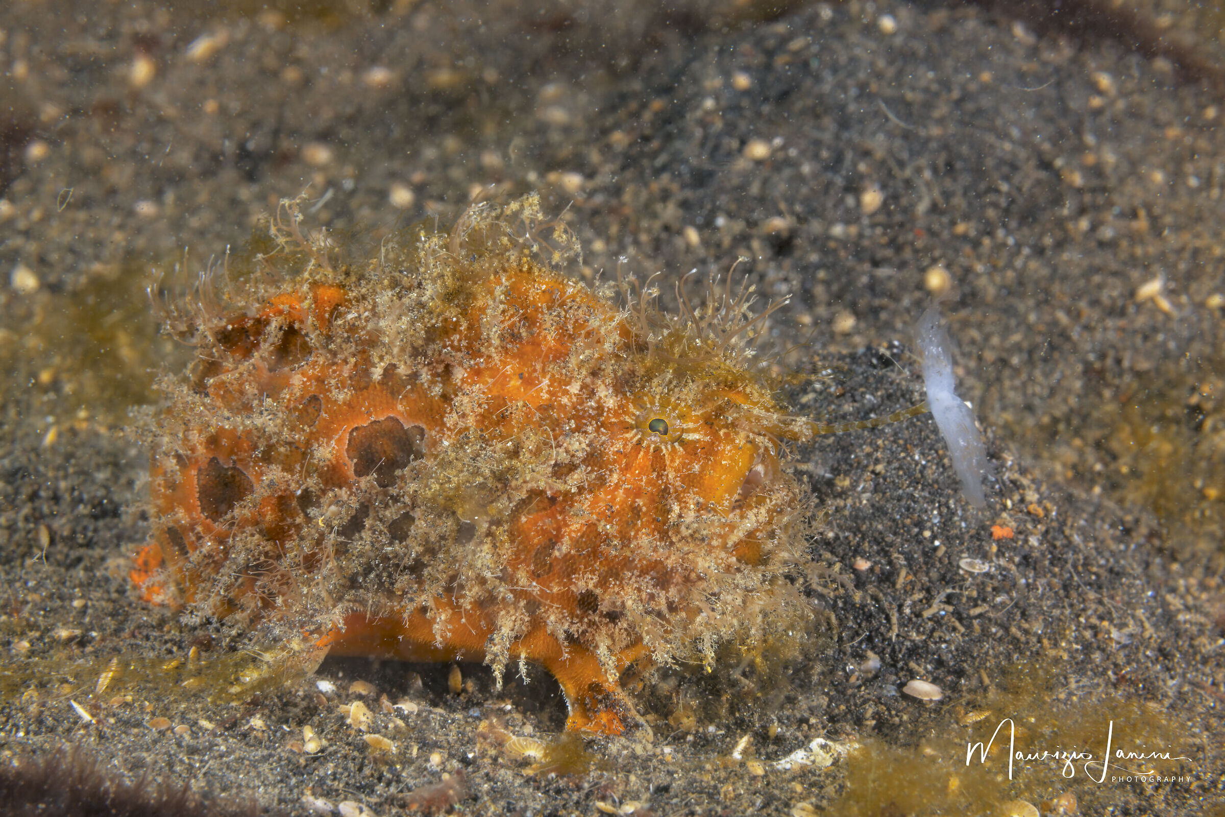 Hairy frog fish