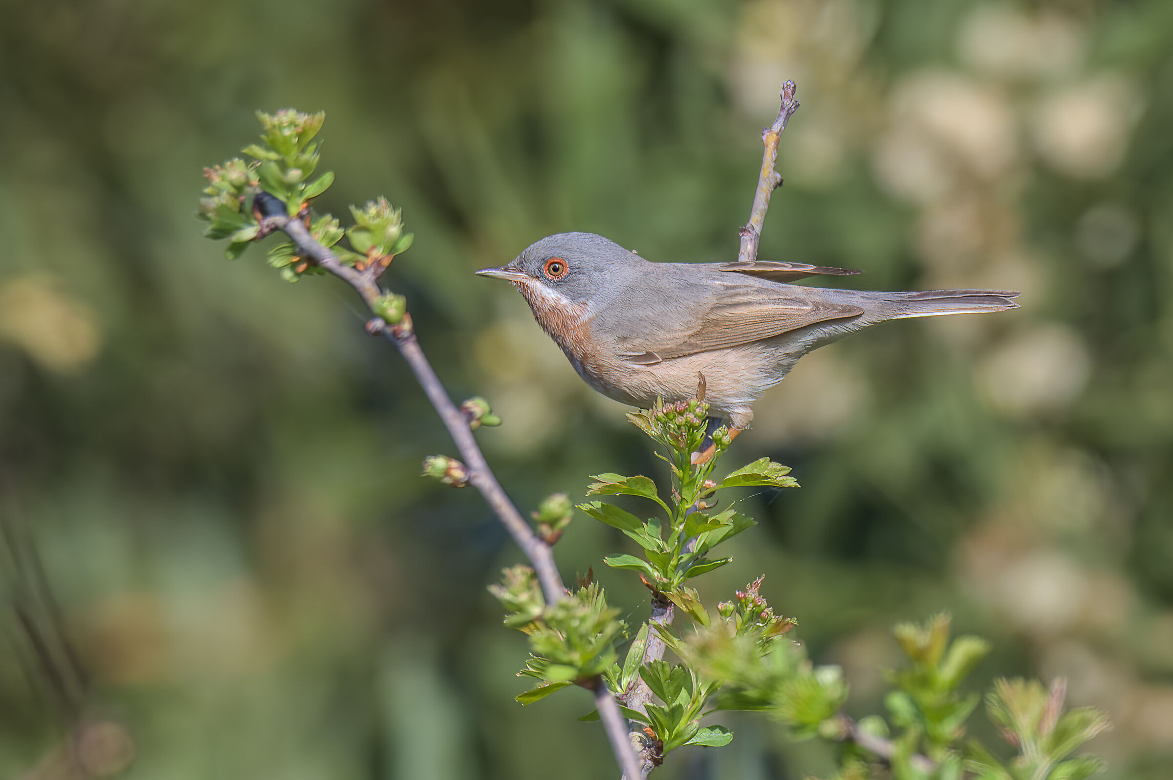 Subalpine warbler