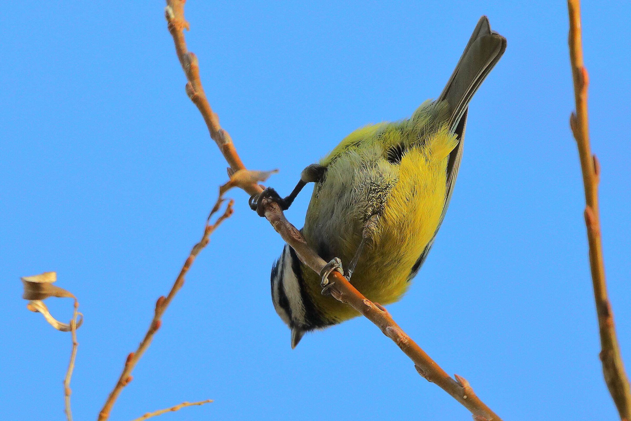 Cinciarella 18 dicembre 2024 - 0022