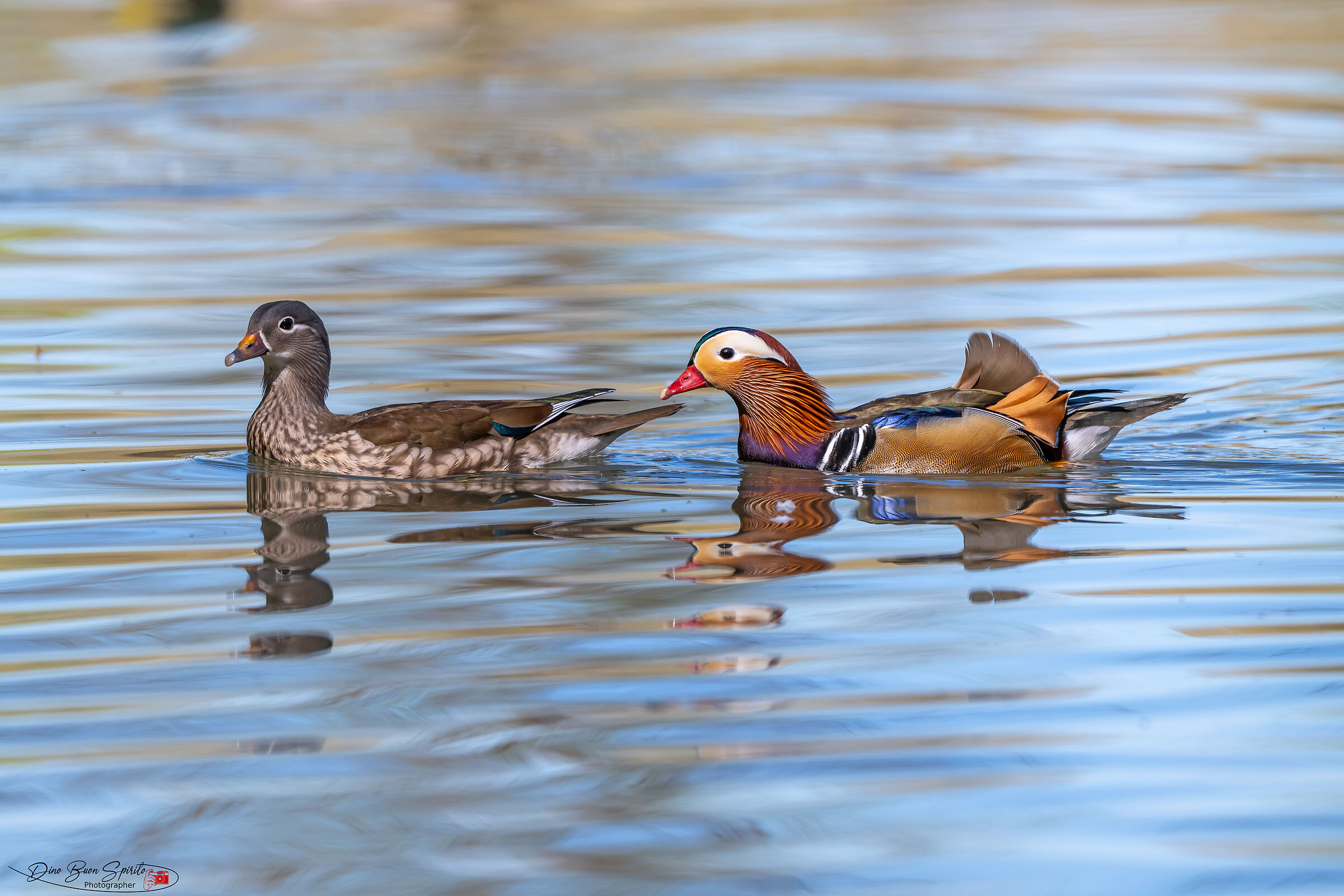 A colorful couple