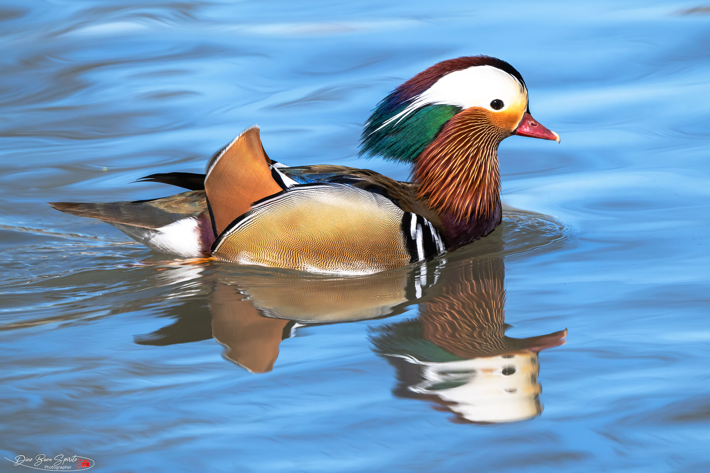 Mandarin duck