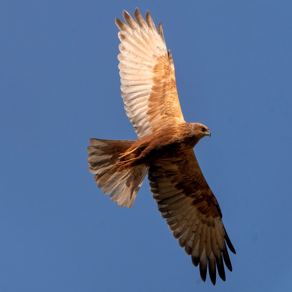Marsh Harrier (Circus aeruginosus)