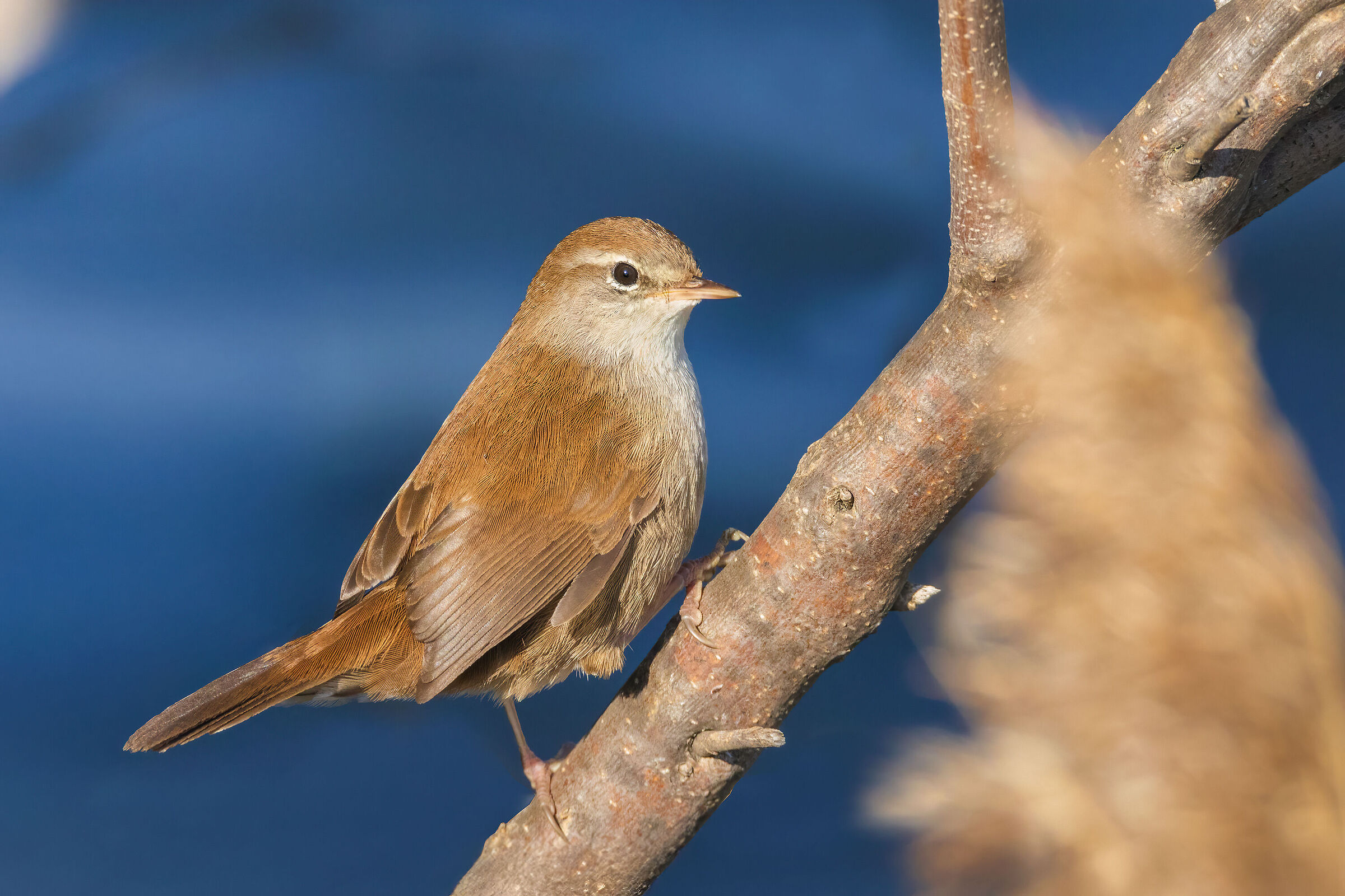 Nightingale of Fiume Sebino