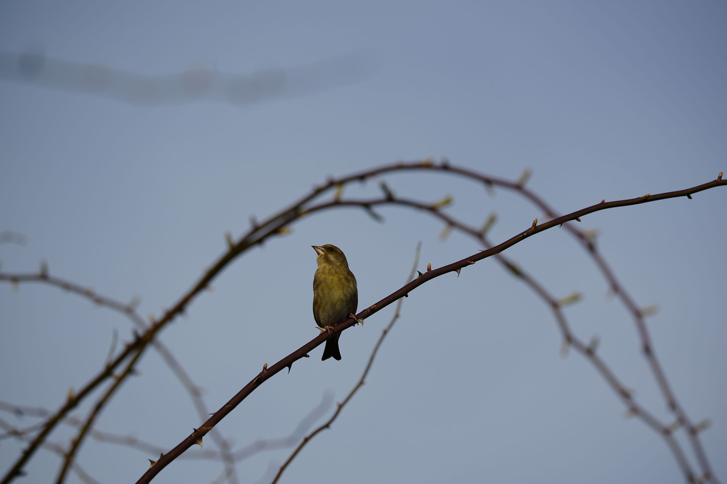 GREENFINCH