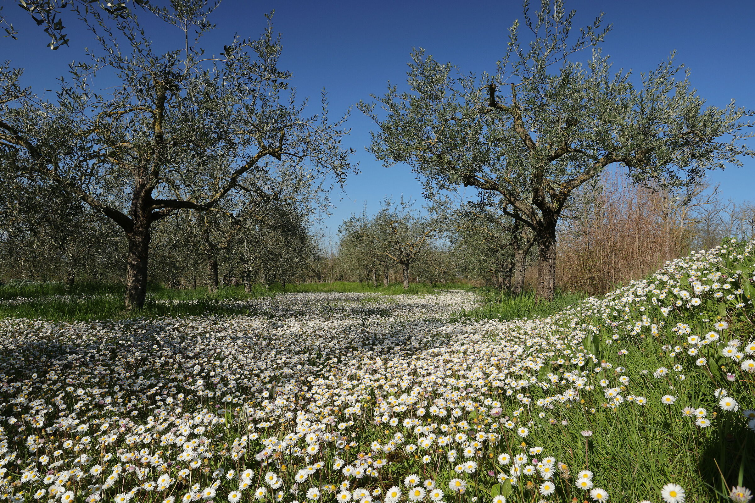 Daisy carpet
