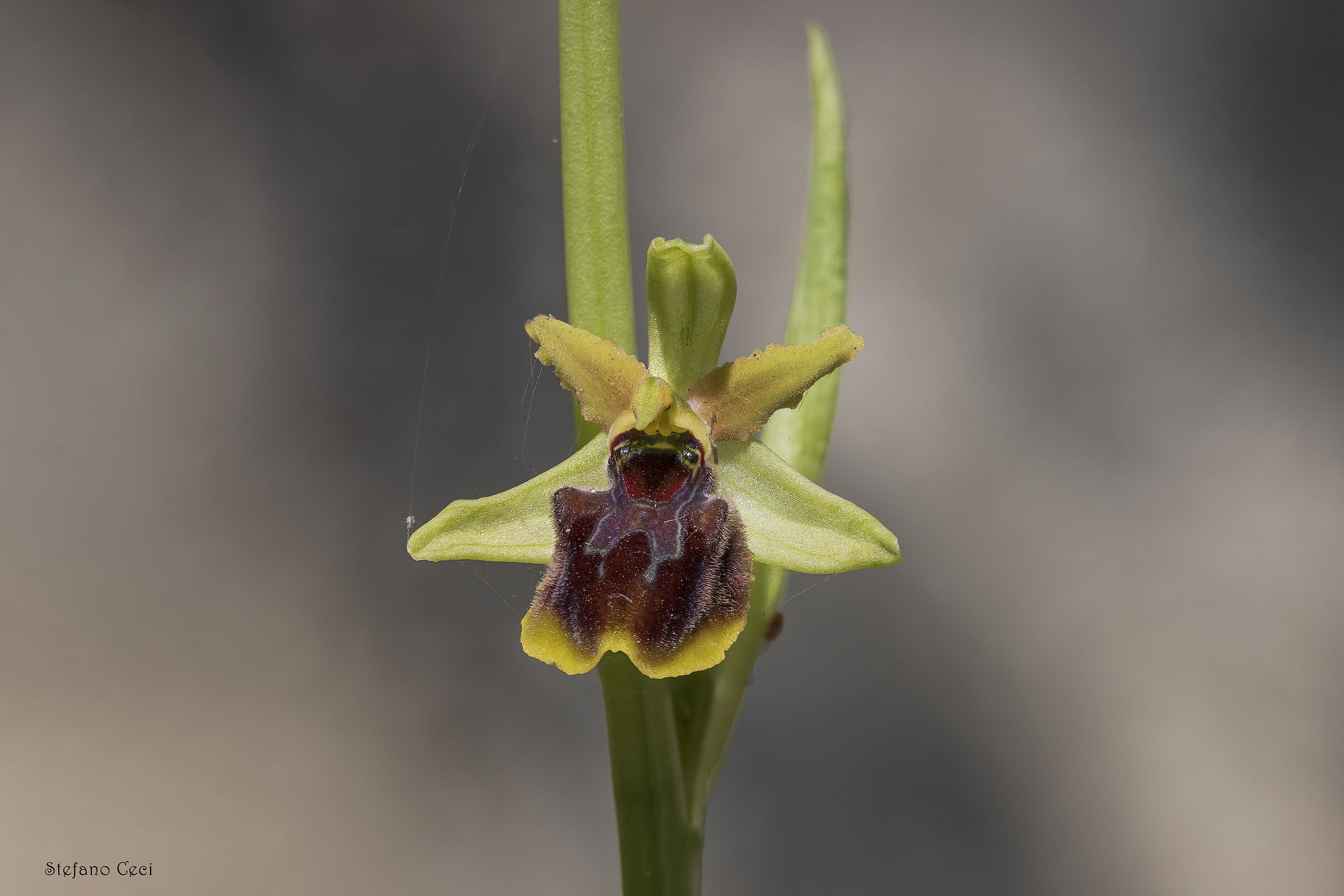 Ophrys Sphegodes