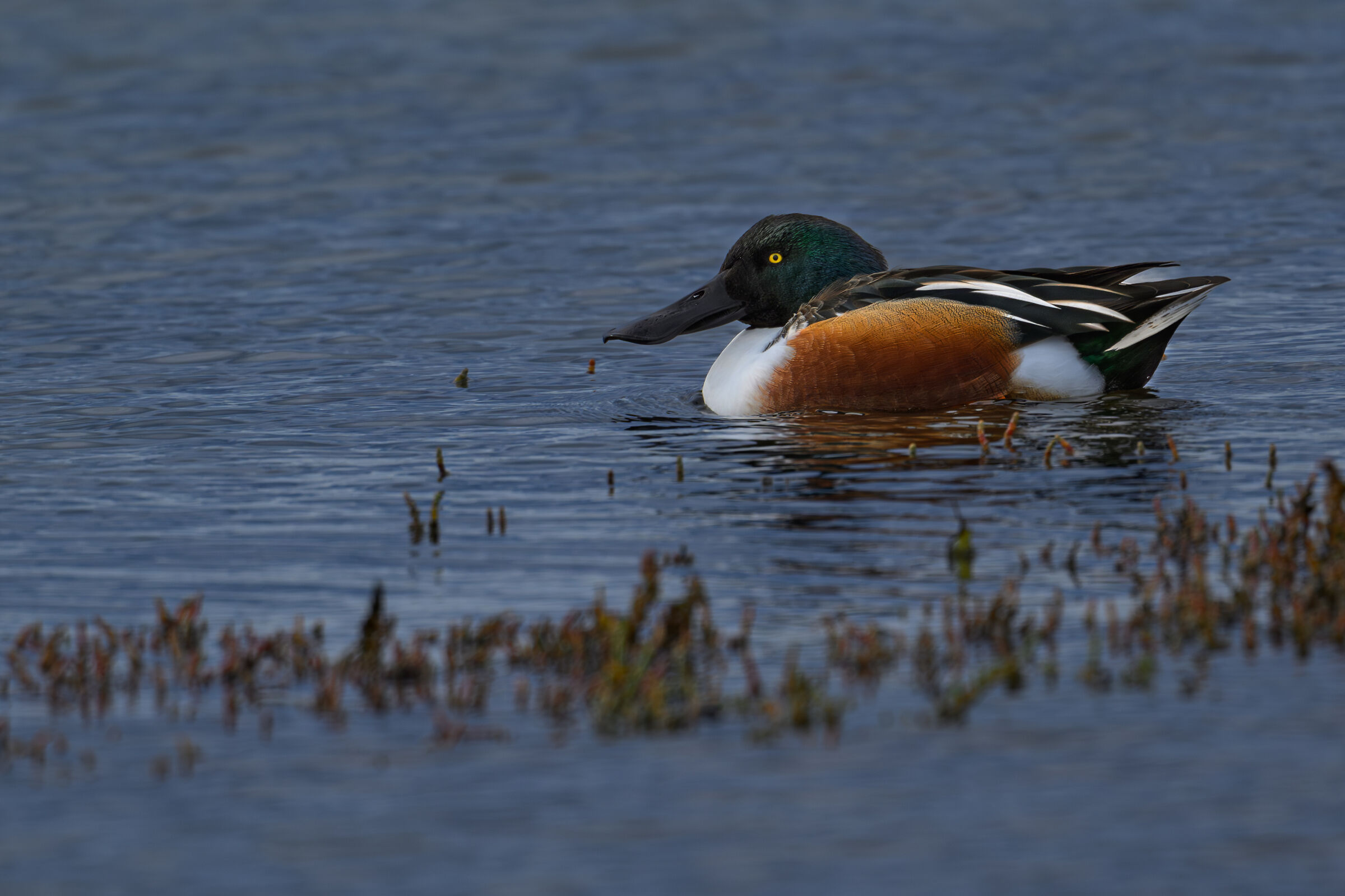 Shoveler