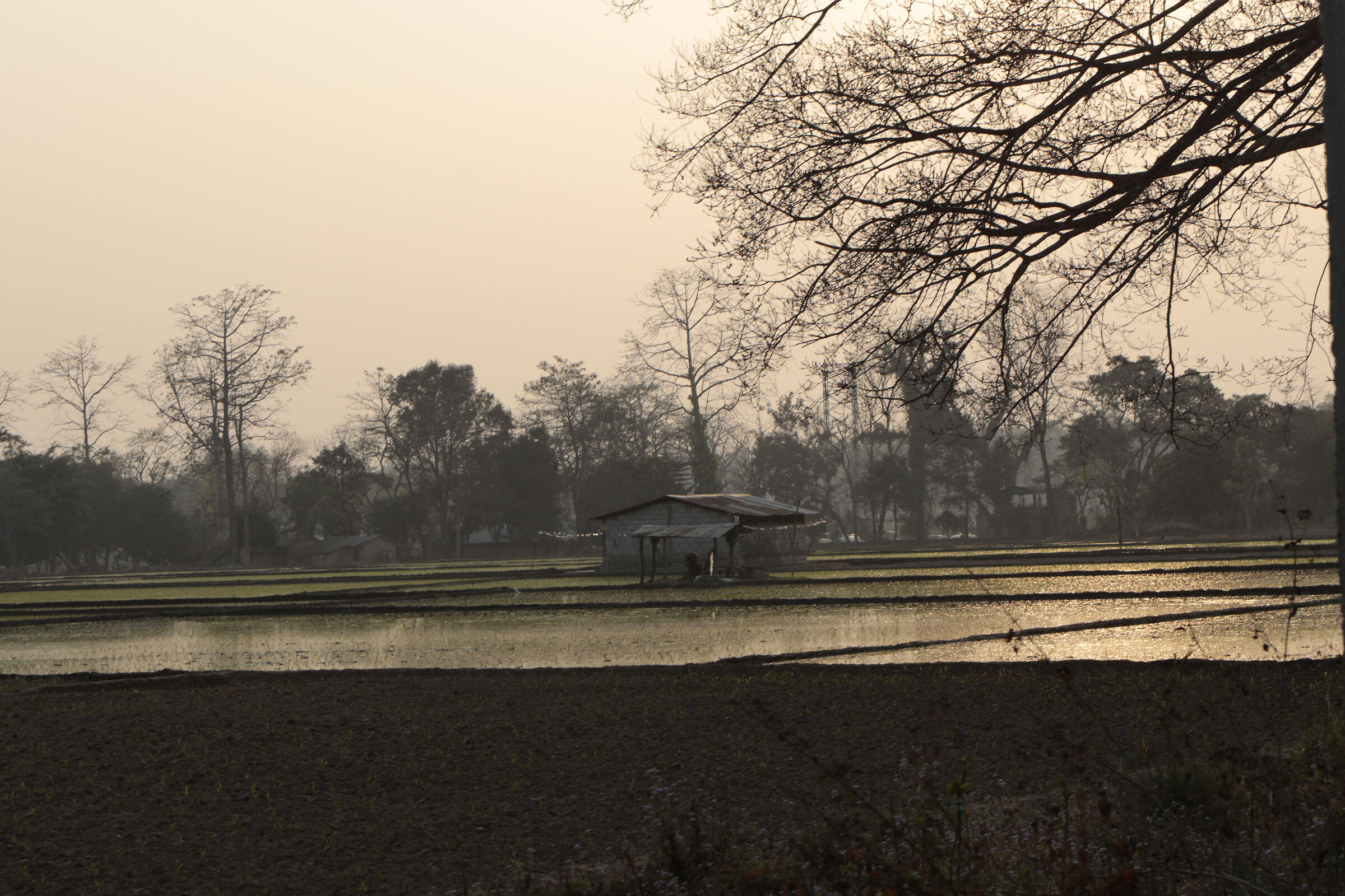 #Nepal: risaie al tramonto
