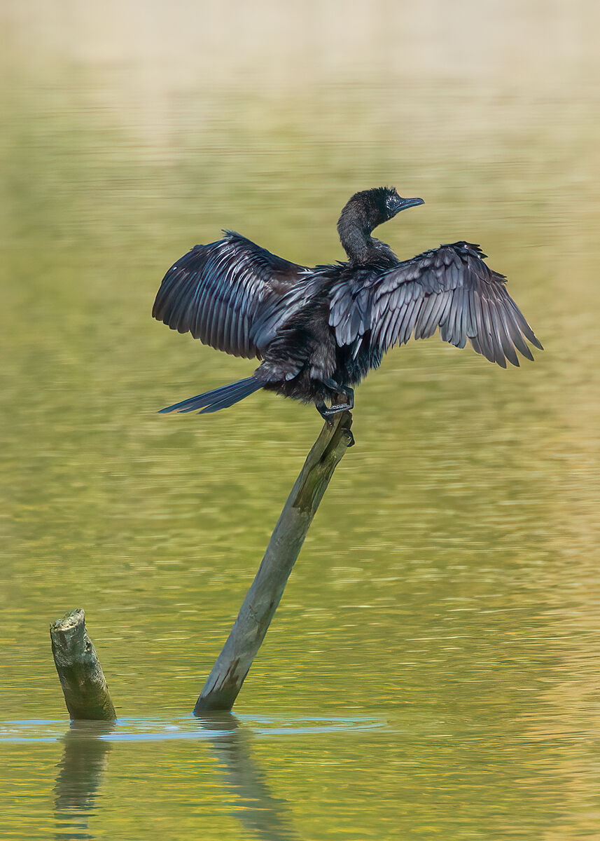 Cormorant