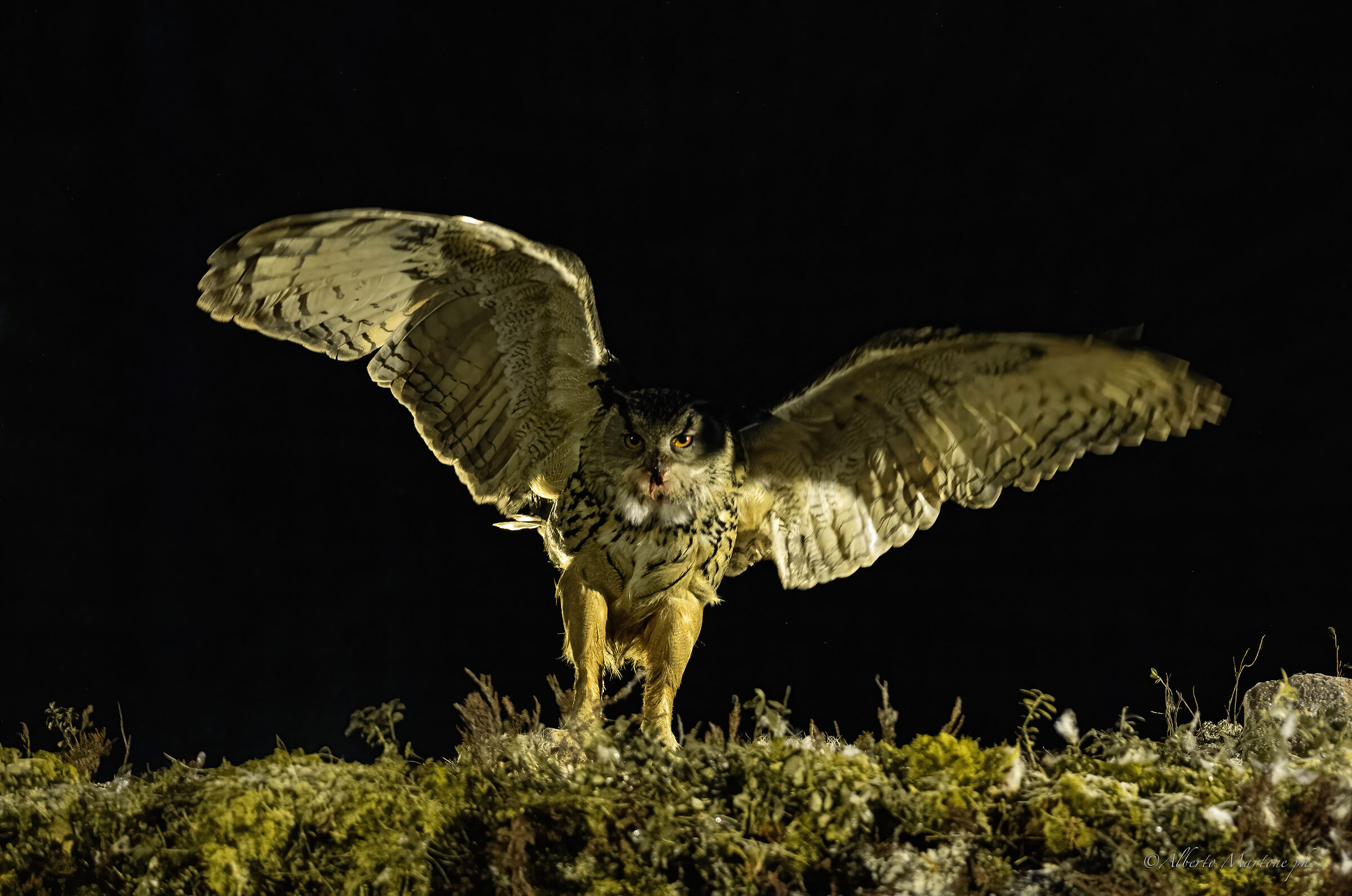 Male eagle owl