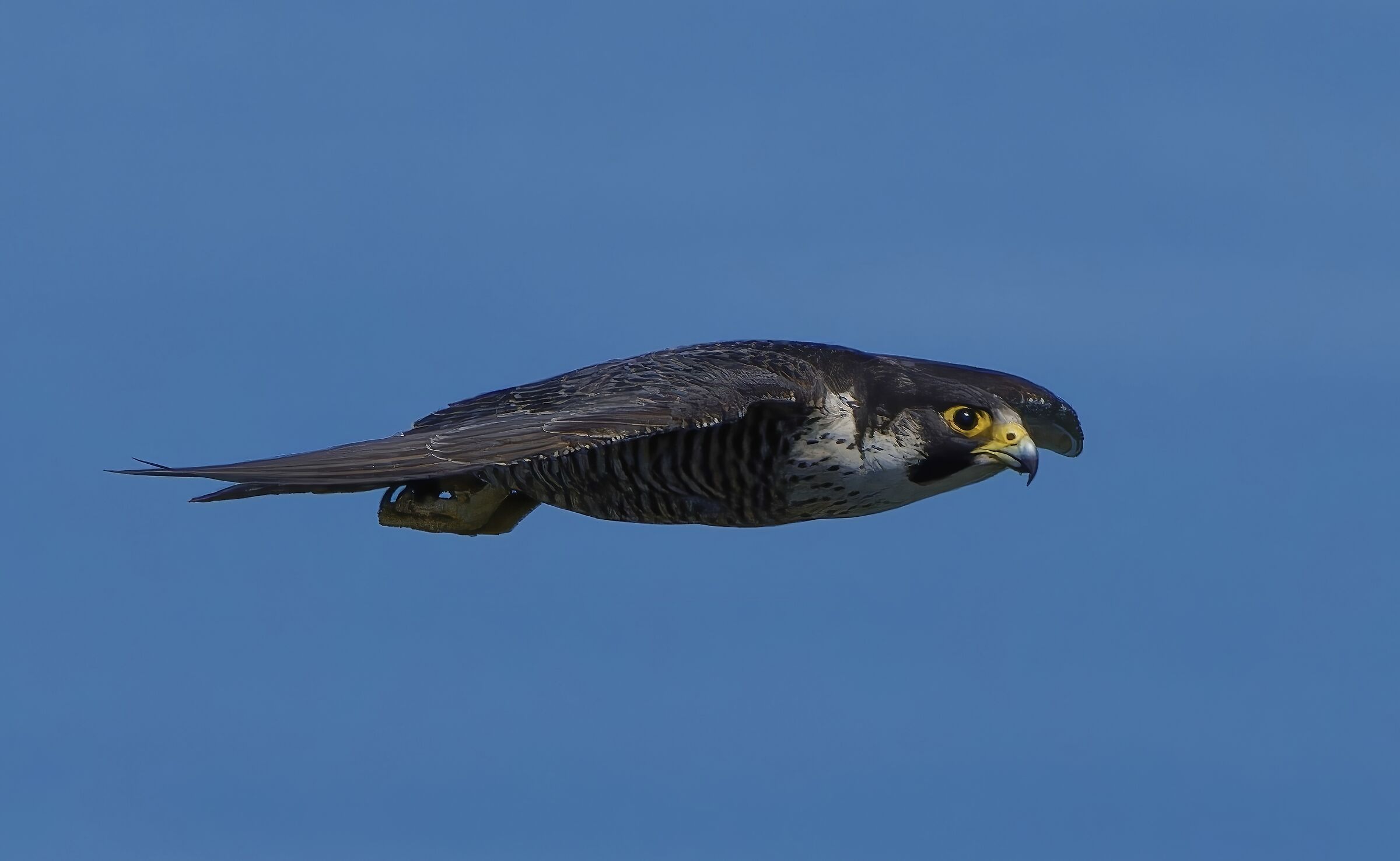 Peregrine