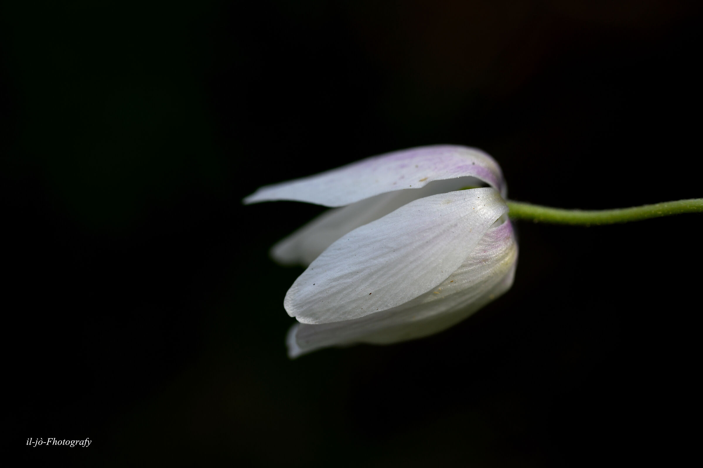 Untitled Photo