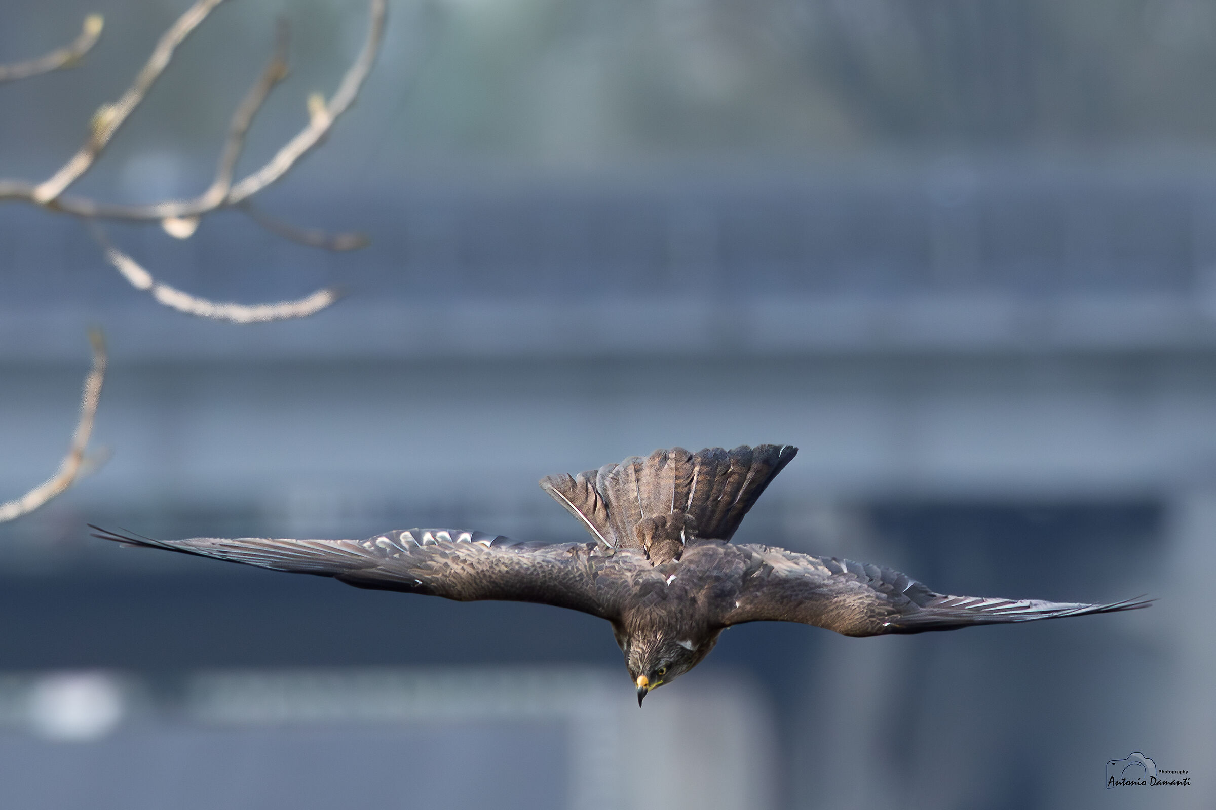 Black kite