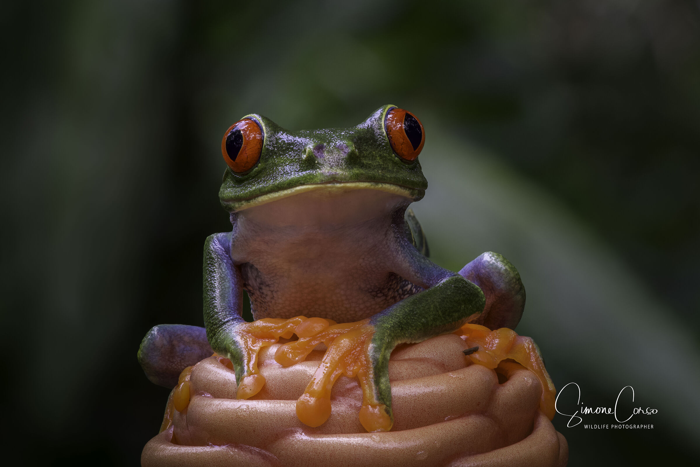 Raganella dagli occhi rossi