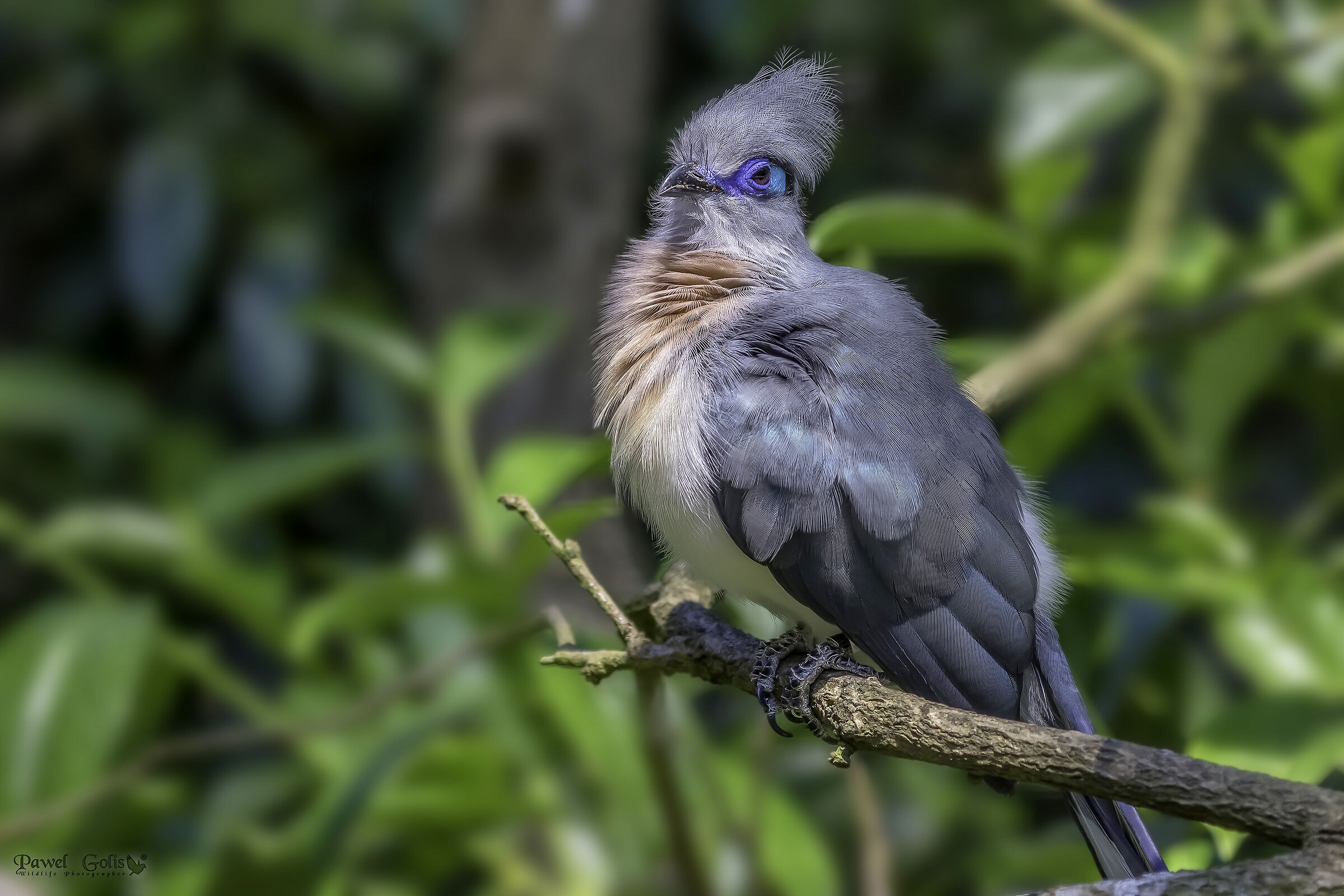 Crested coua (Coua cristata)