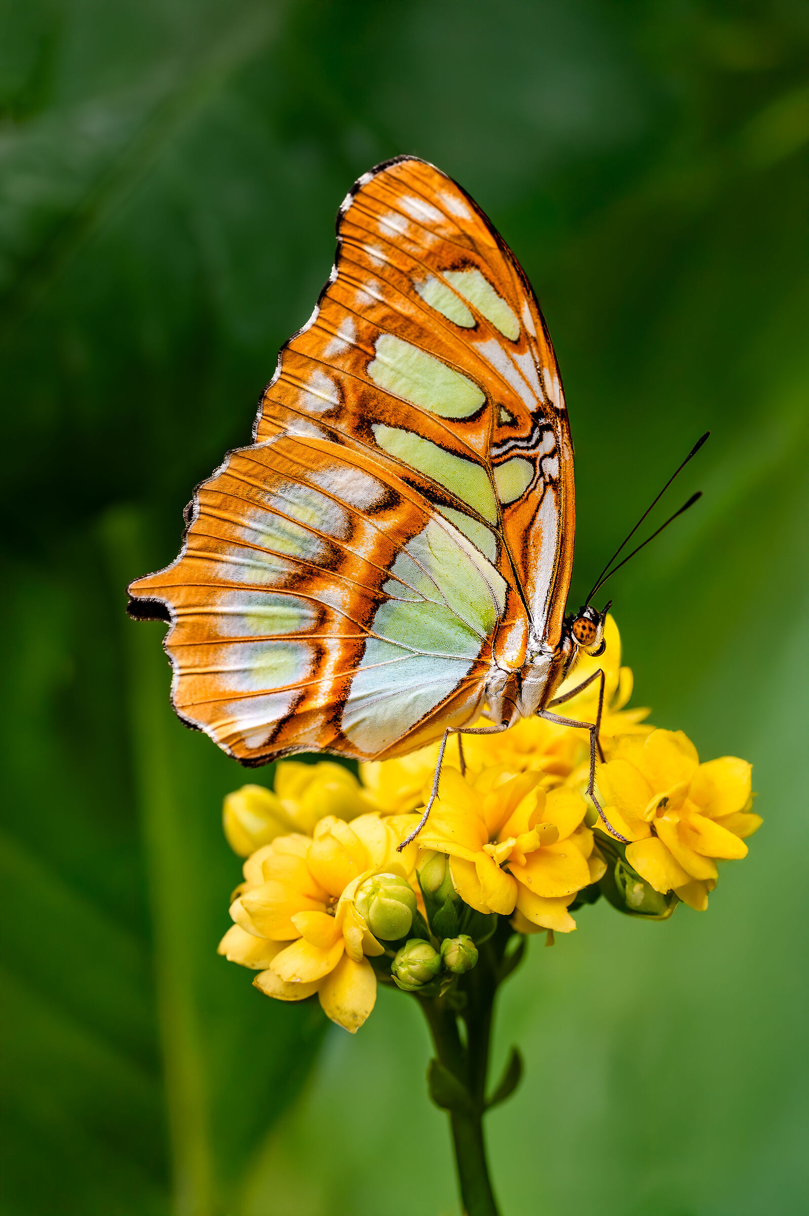 Siproeta stelenes, the Malachite butterfly