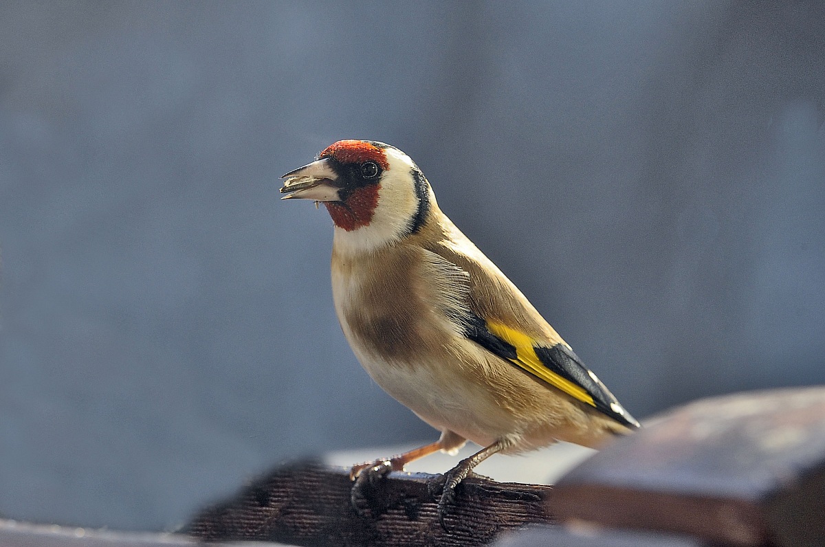 goldfinch