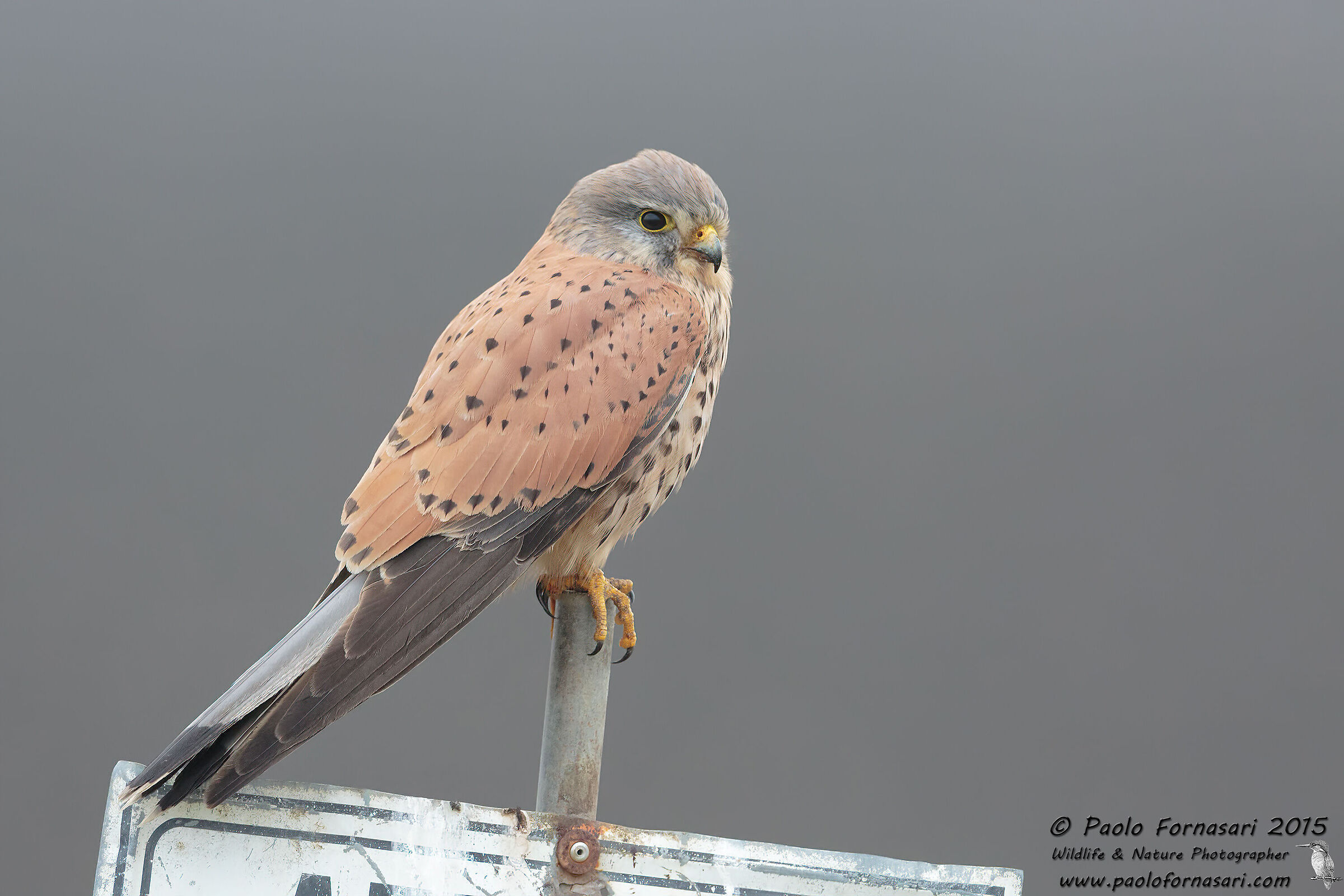 Kestrel (Falco tinnunculus)