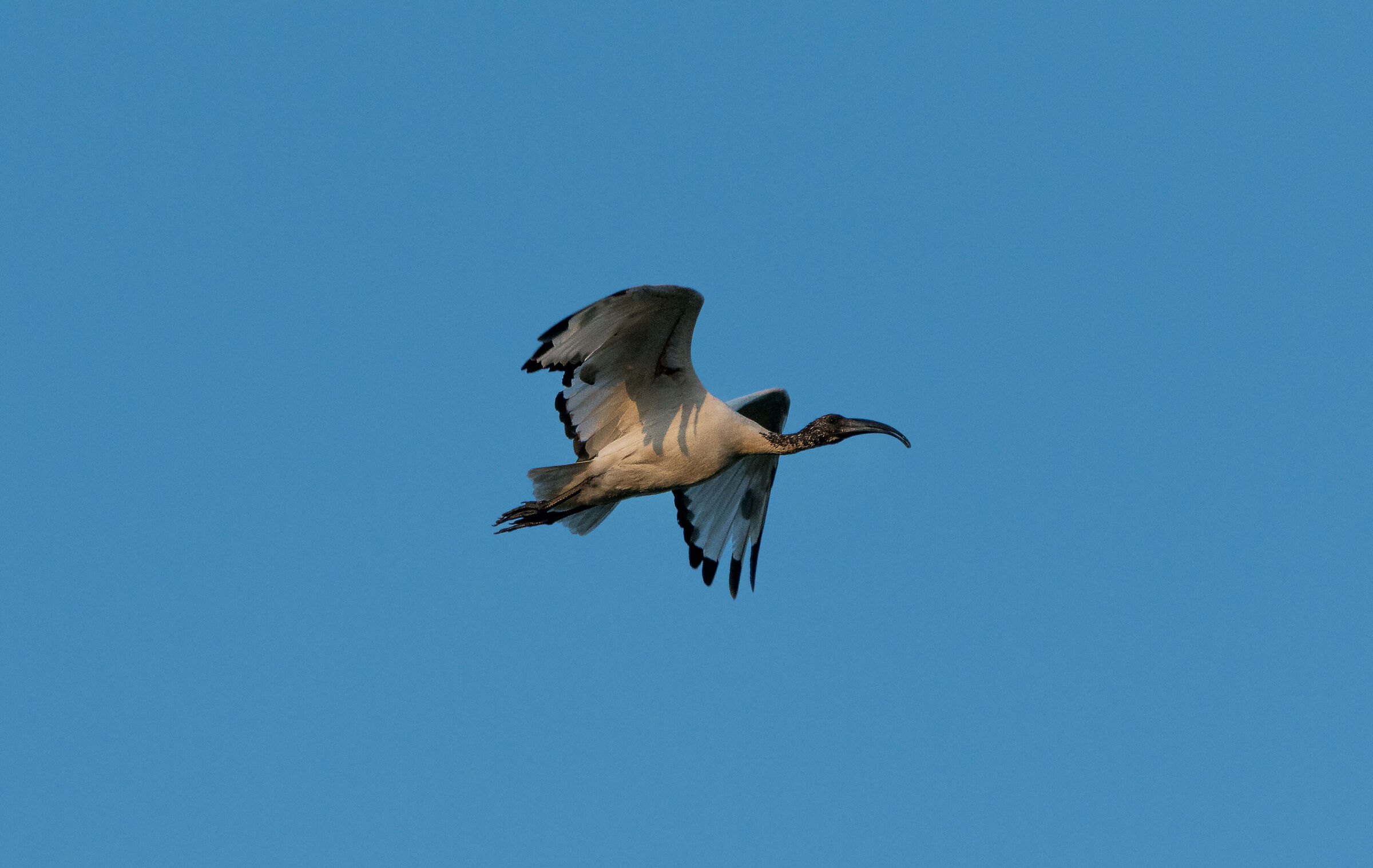 Sacred Ibis
