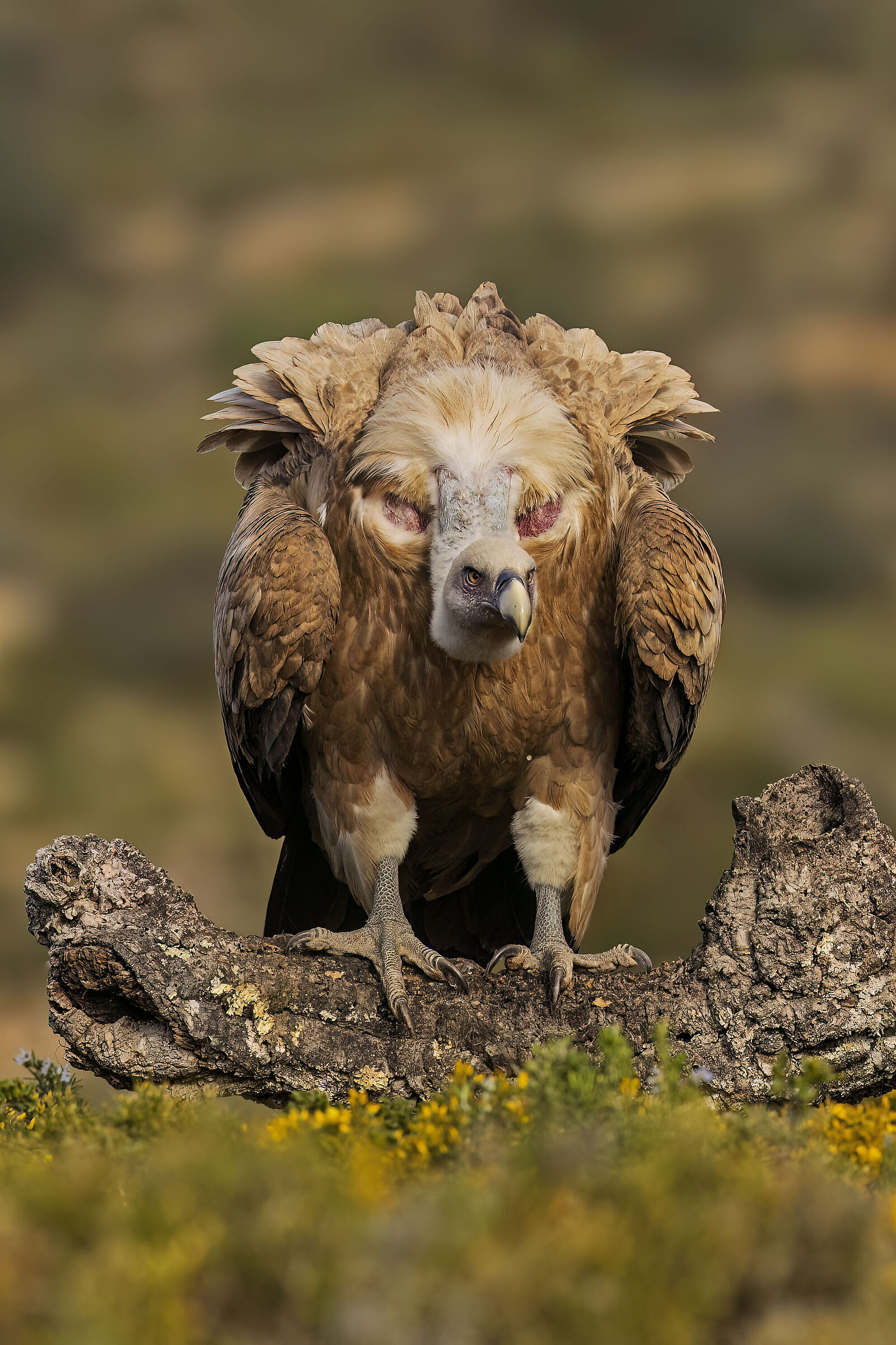 Unexpected Griffin