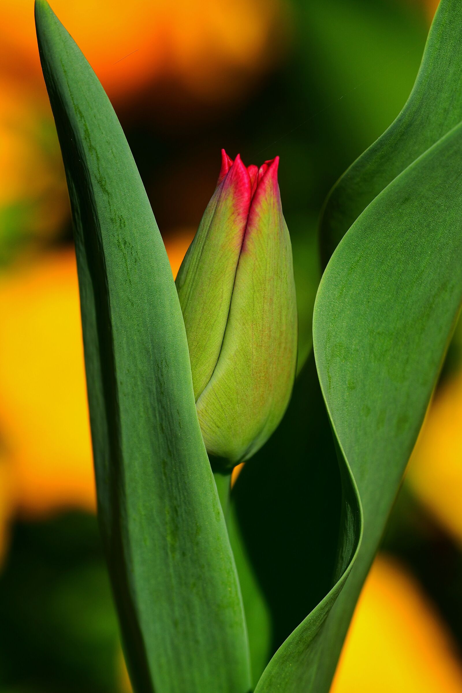 My favorite flower