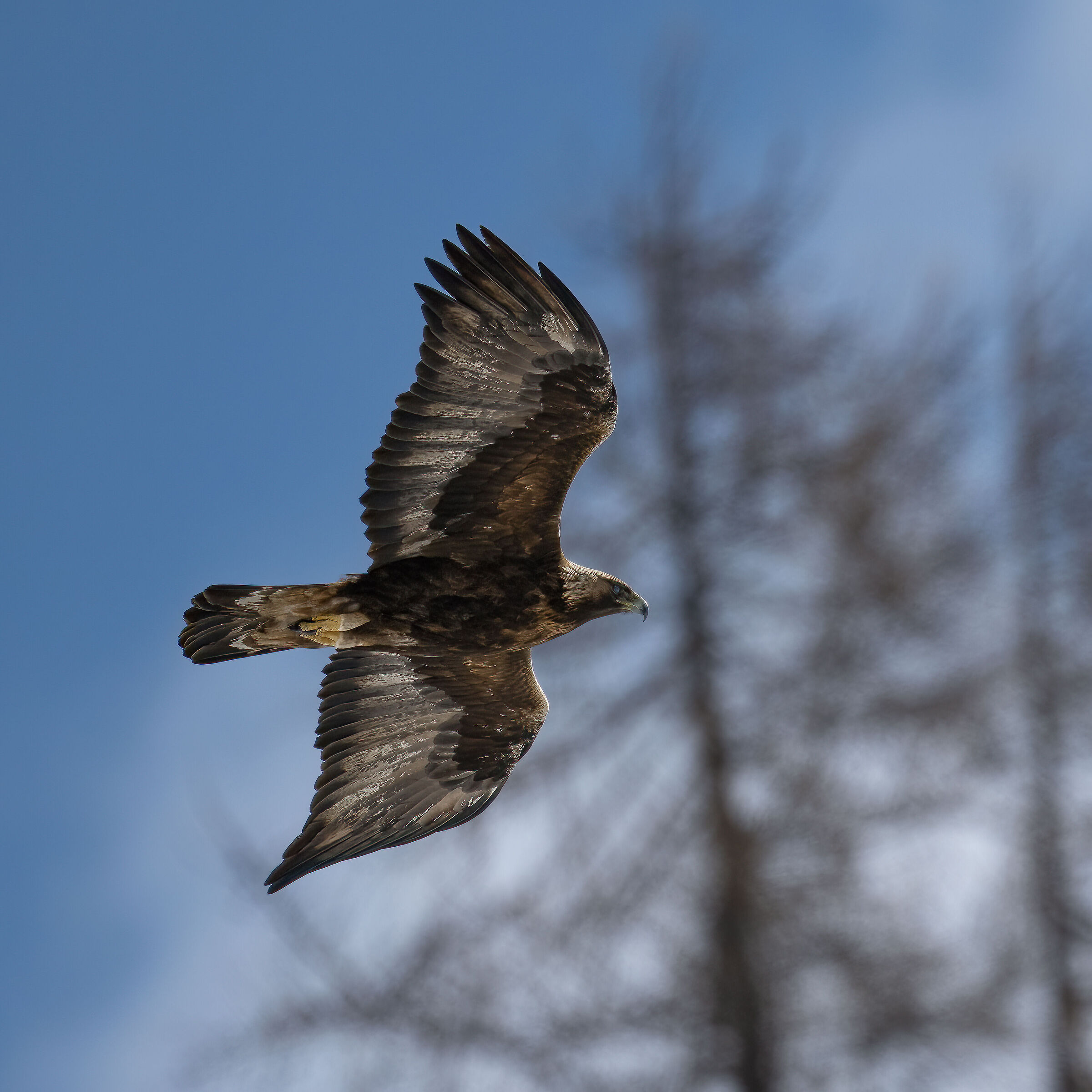 Golden Eagle - Gran Paradiso National Park
