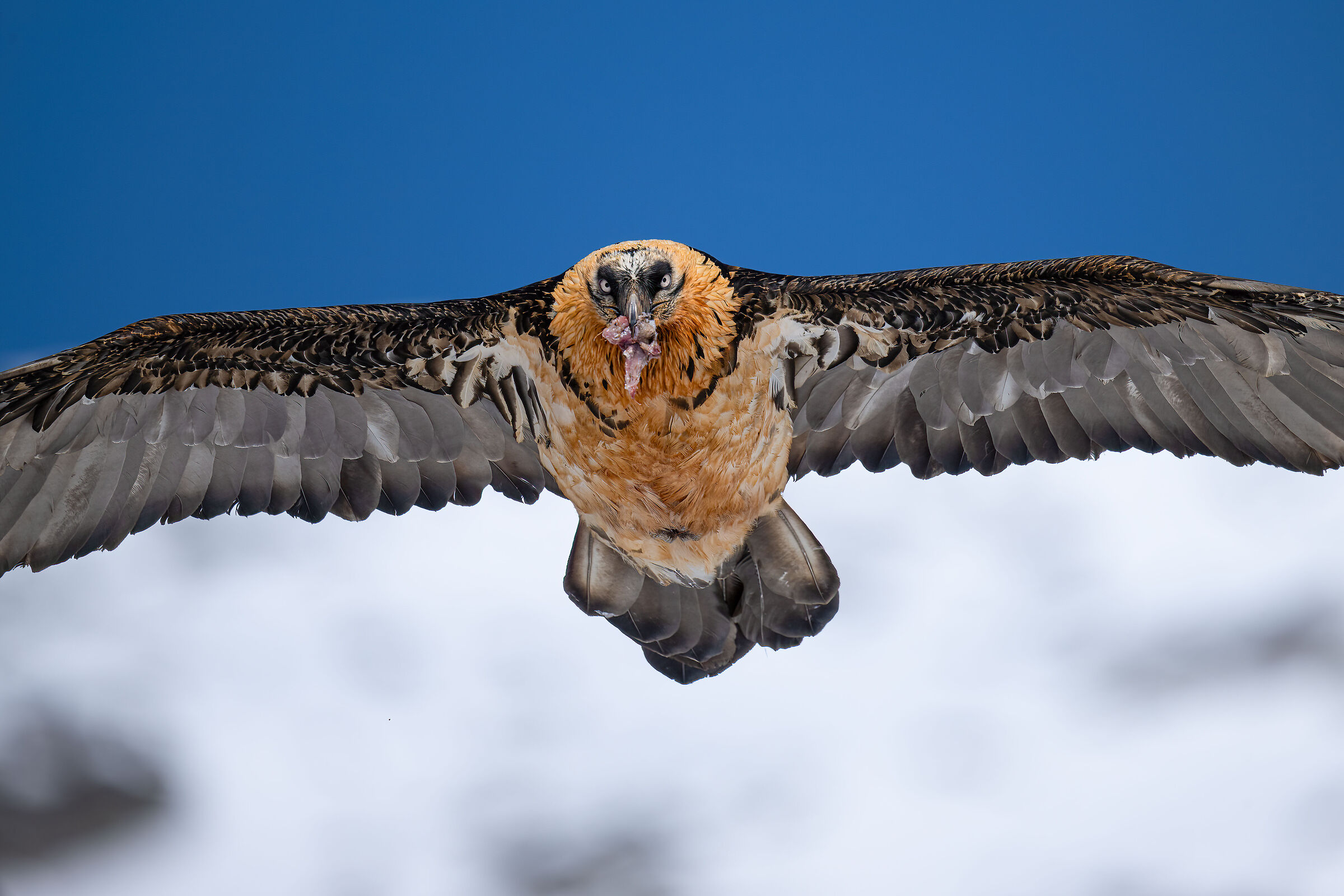 Gypaetus barbatus - Gran Paradiso National Park