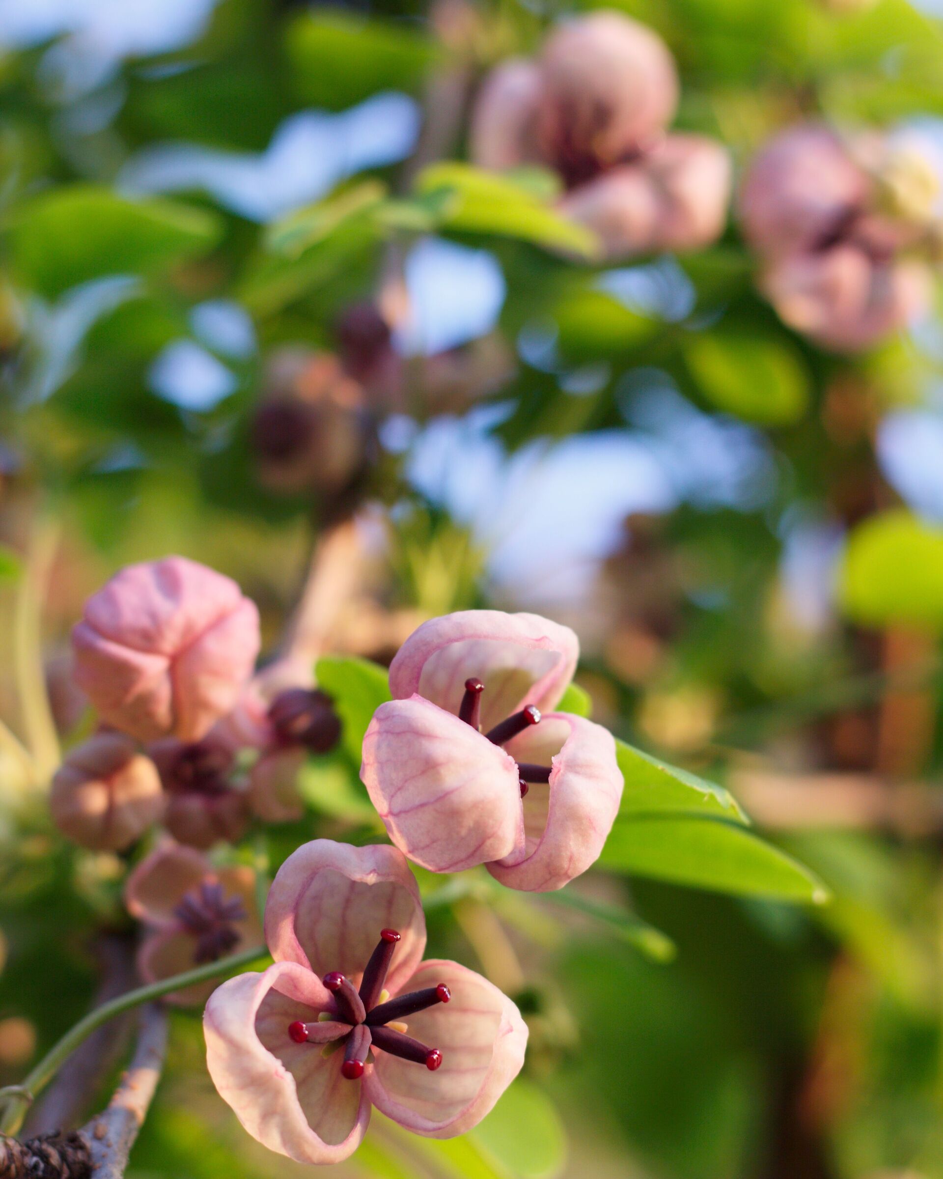 Akebia quinata a cinque punte