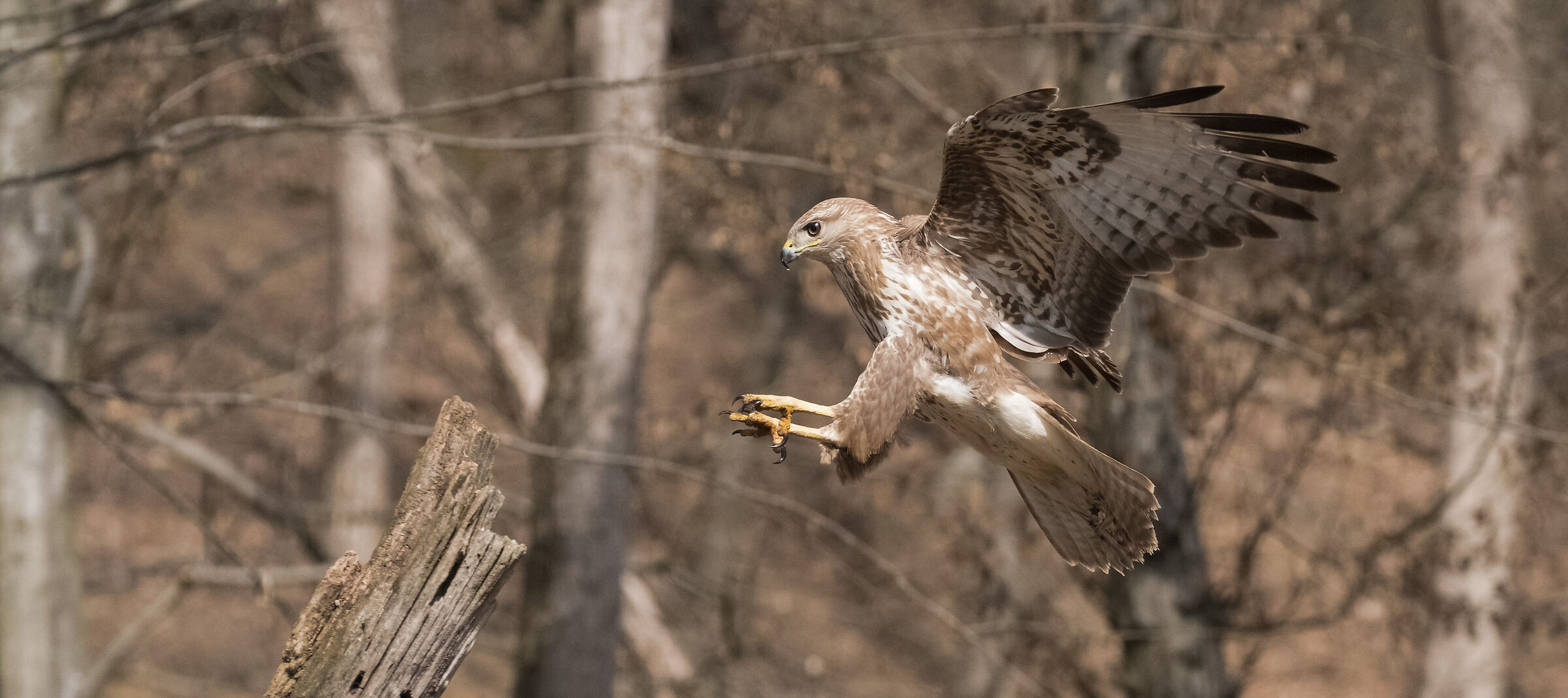 buzzard