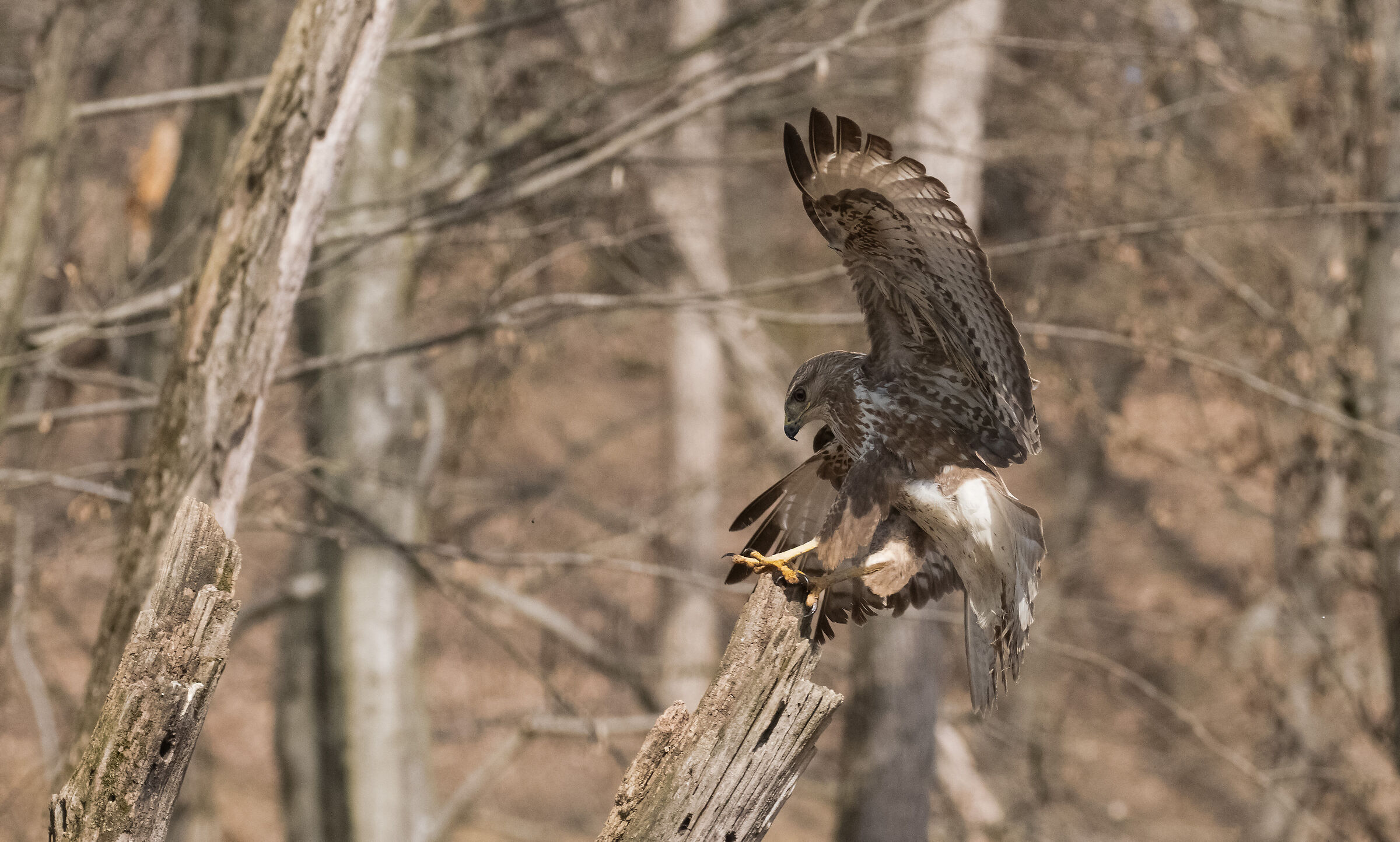 buzzard