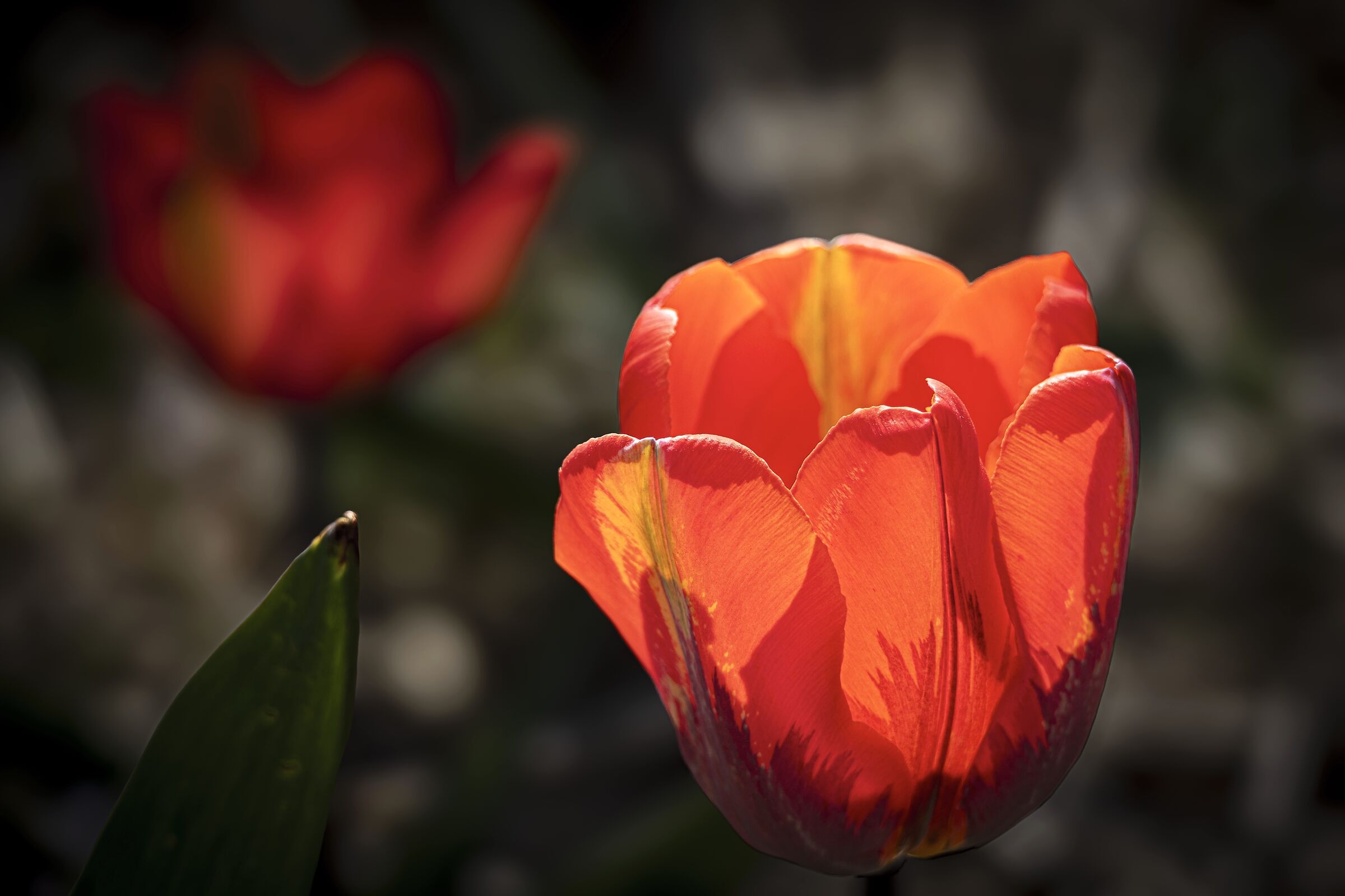 Tulips in the Spotlight 3