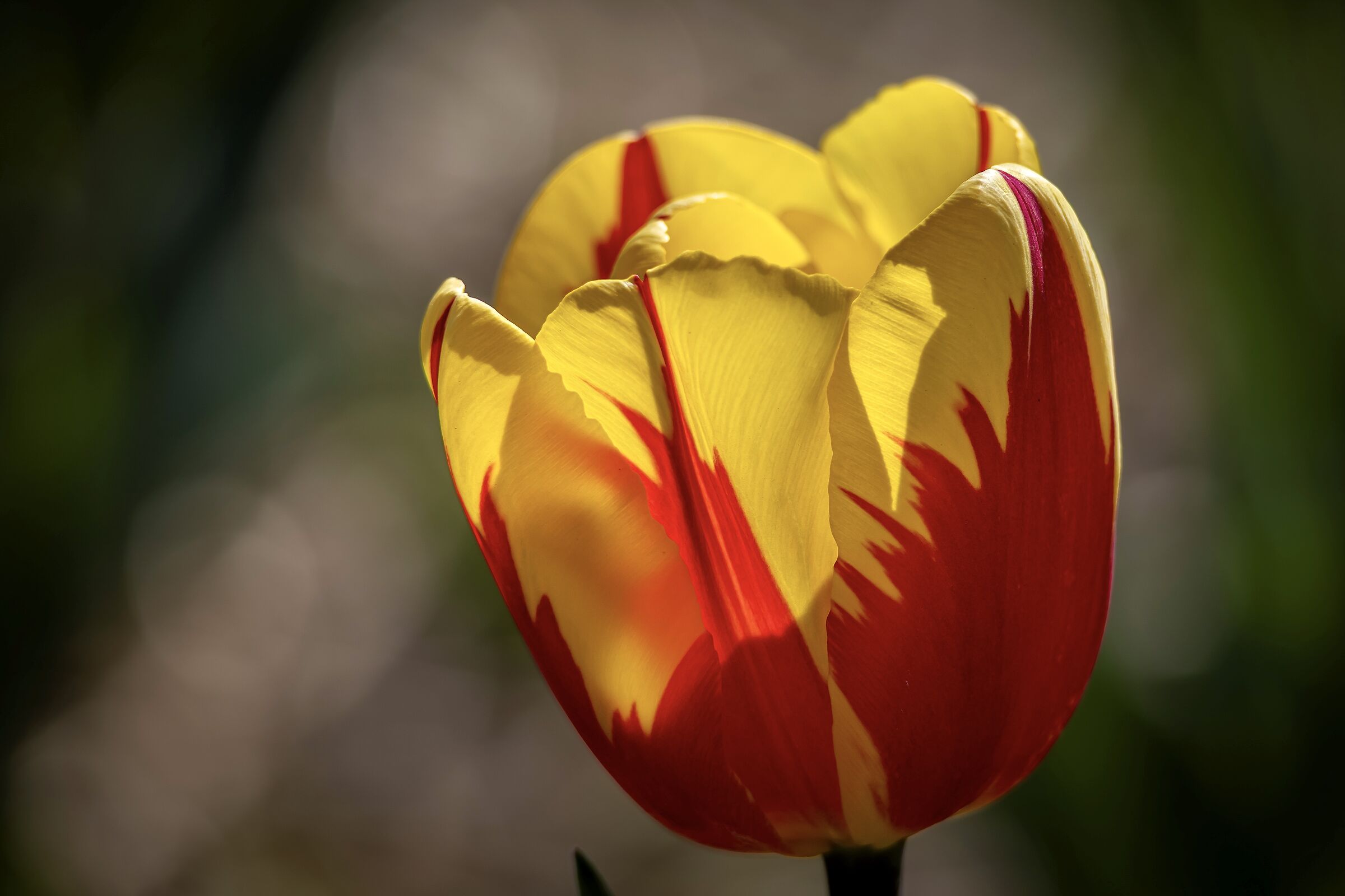 Tulipani in primo piano 2